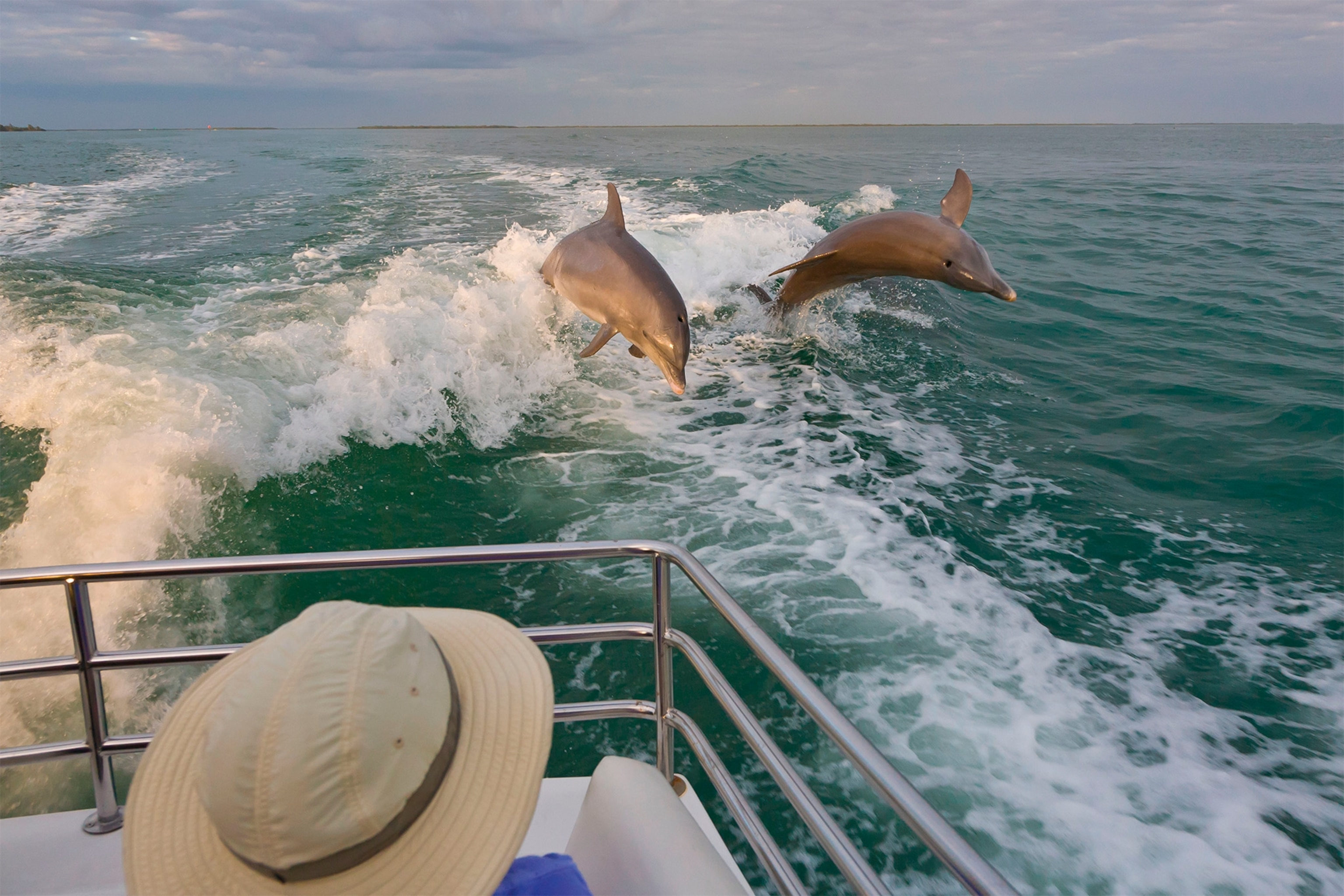 Bottlenose dolphins jumping in the water off Gasparilla Island.