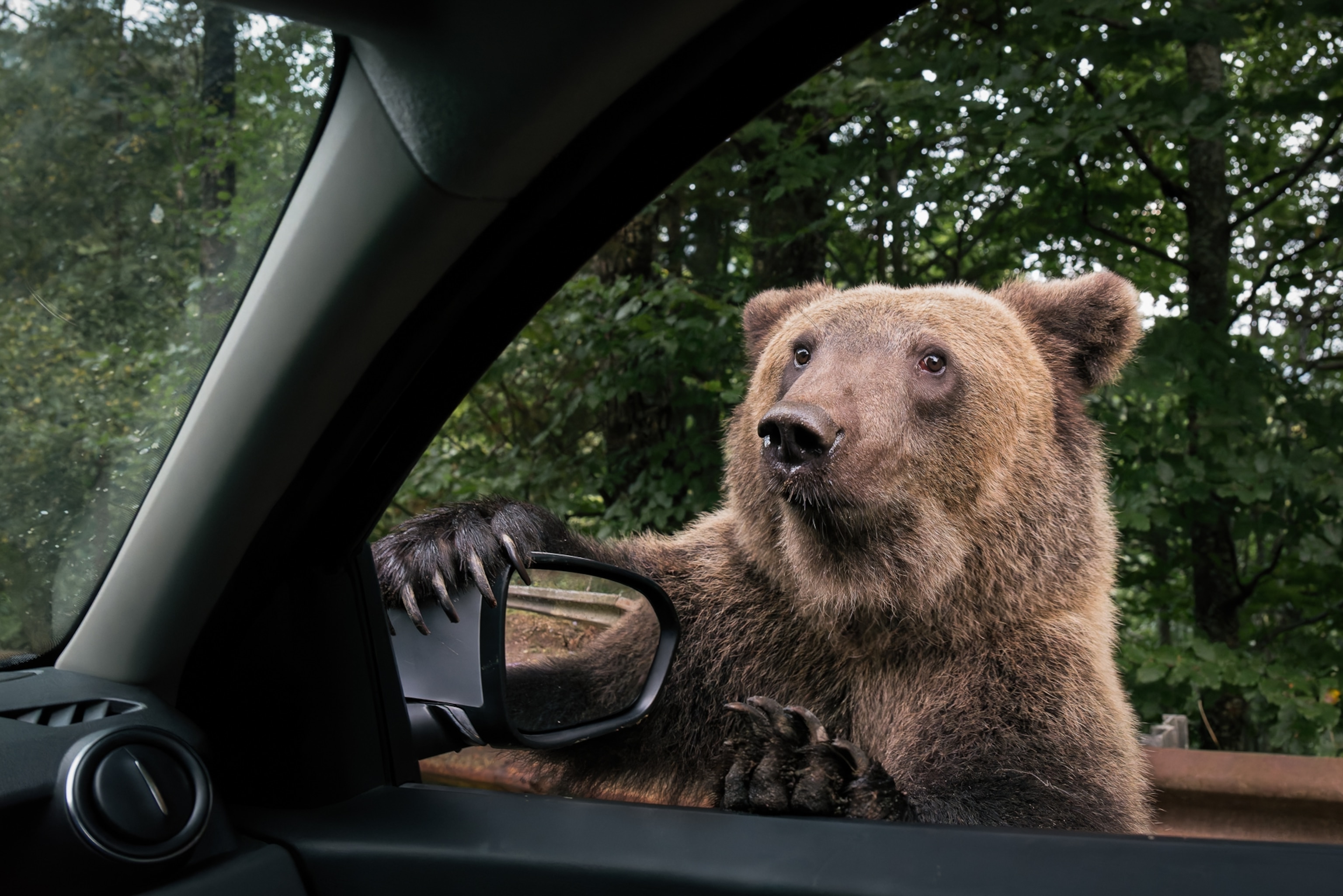 A bear peers into a car window holding onto the sideview mirror.