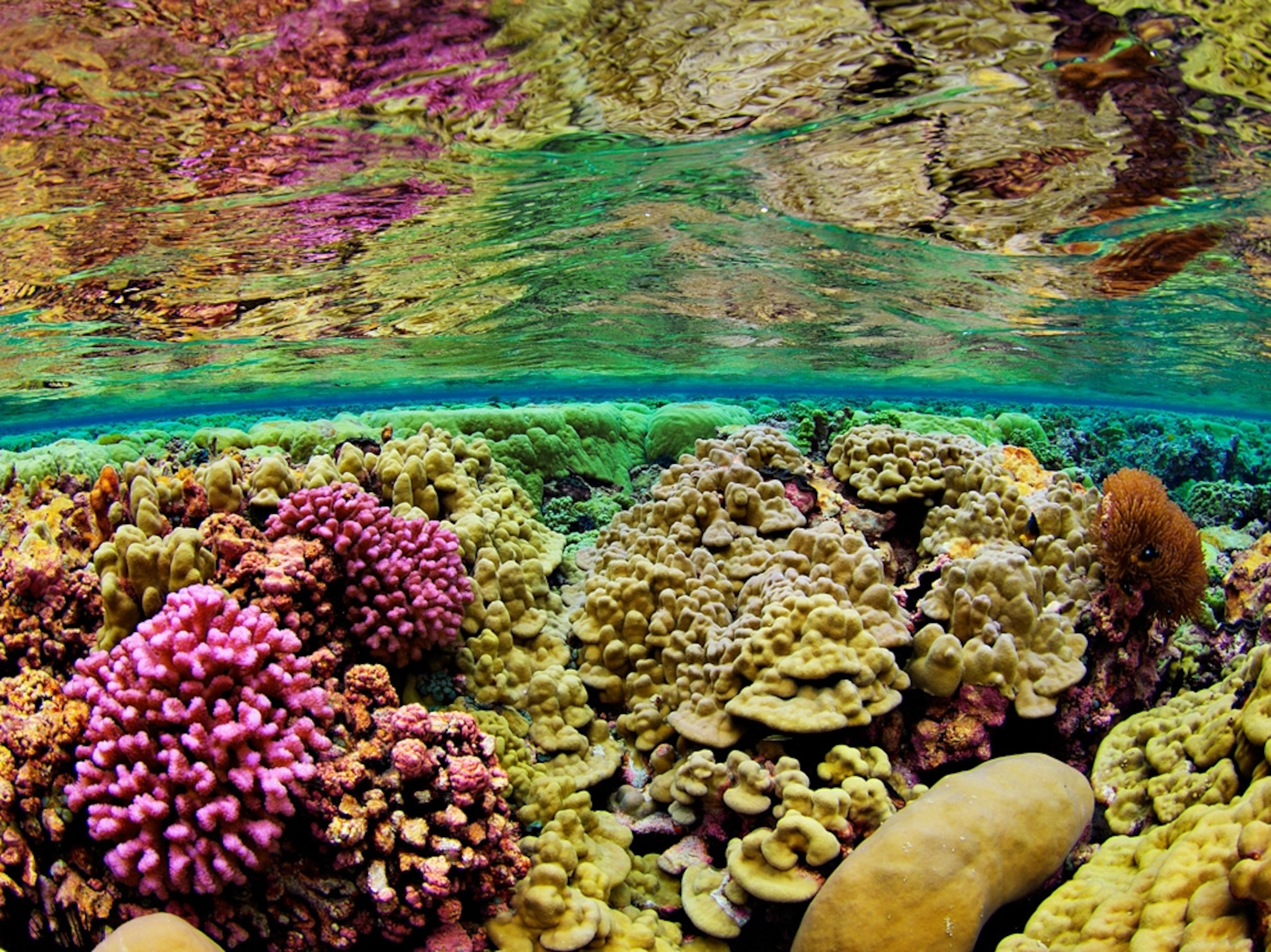 Corals in shallow water