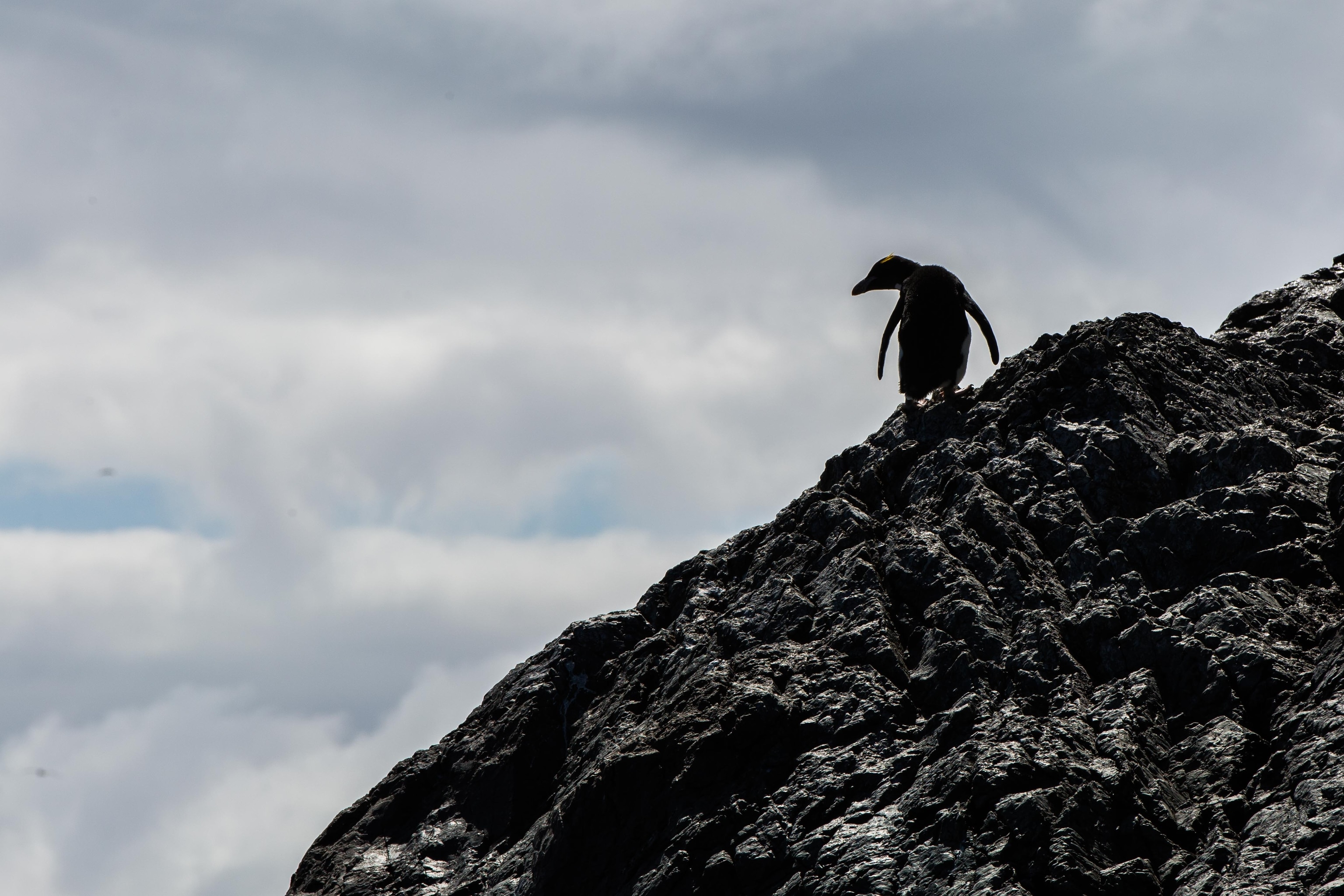 Penguin, National Geographic Pristine Seas Team