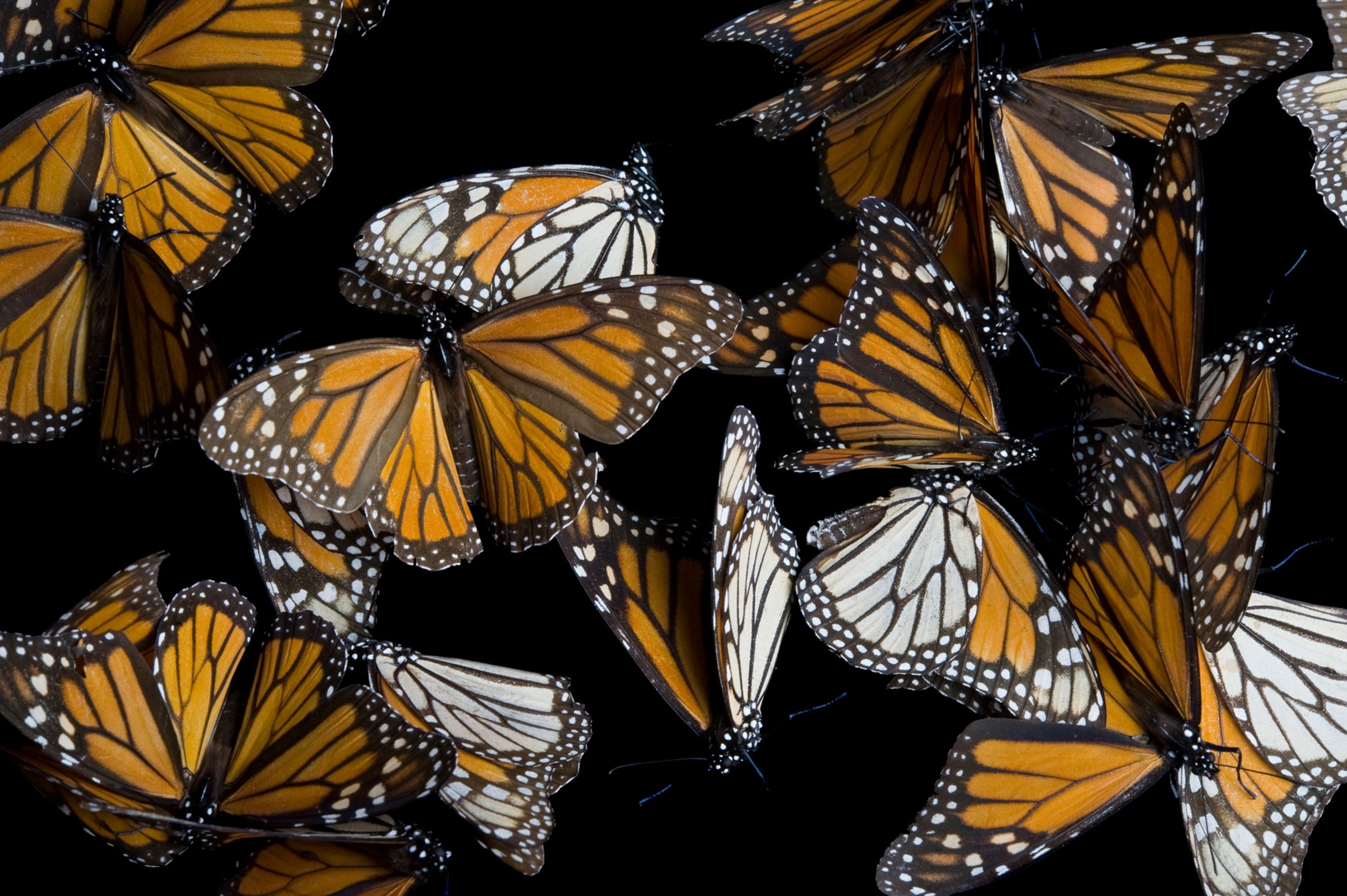 monarch butterflies