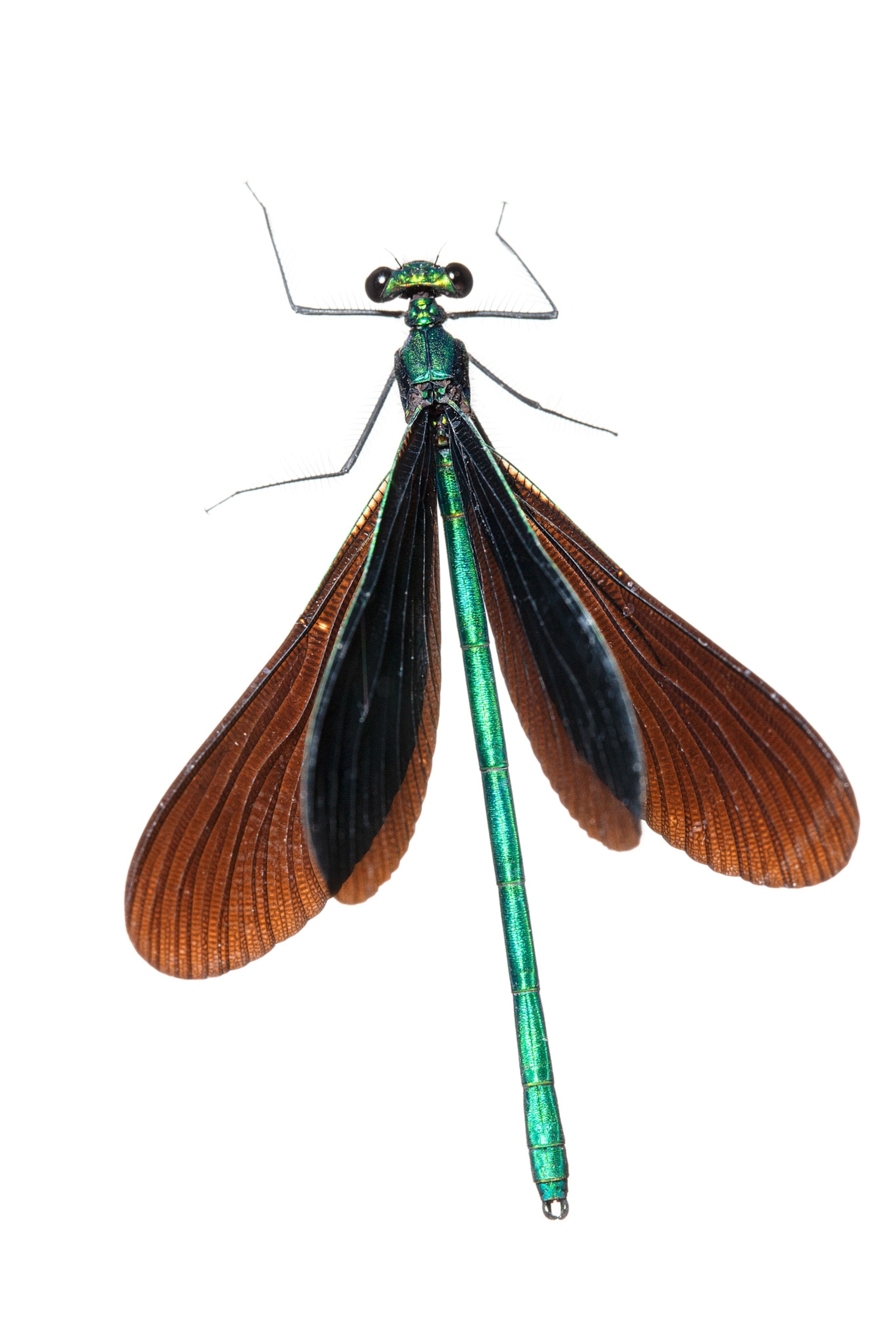 a light blue damselfly with caramel colored wings
