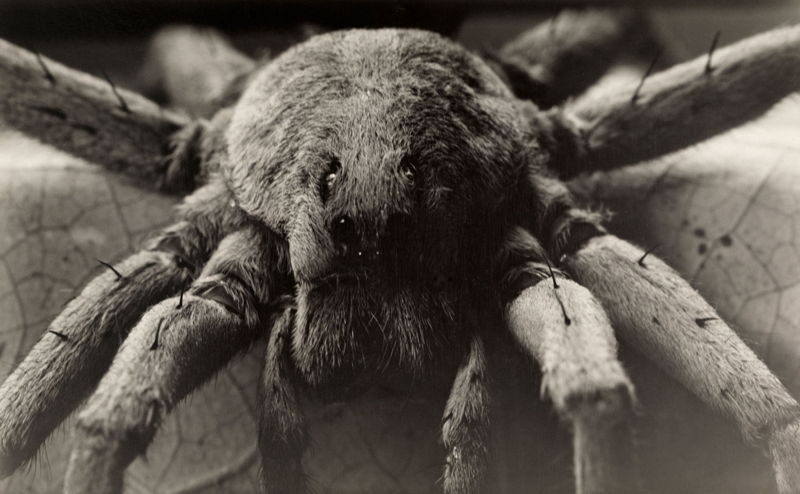 a Carolina wolf spider