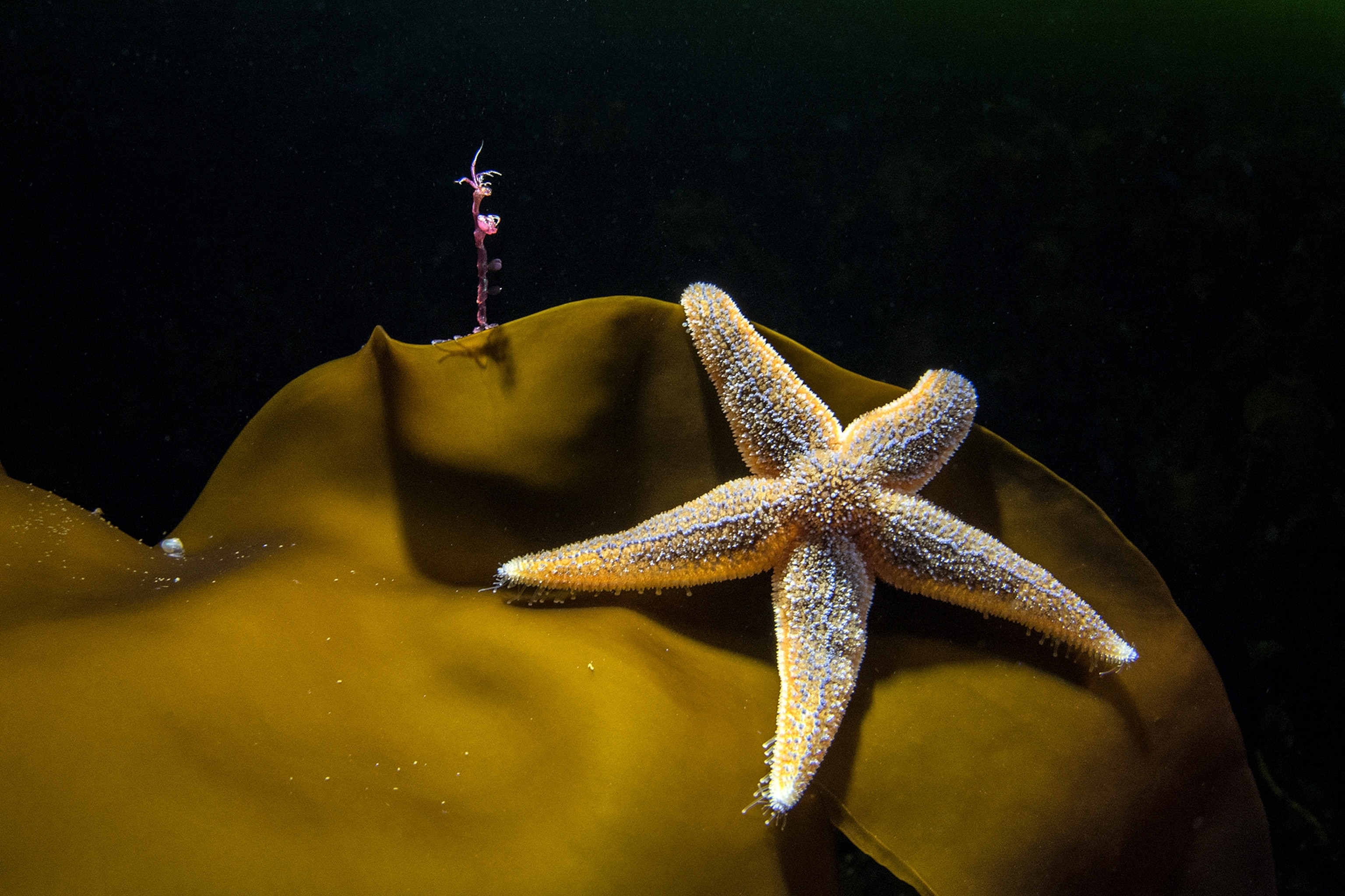 skeleton shrimp, starfish, and seaweed