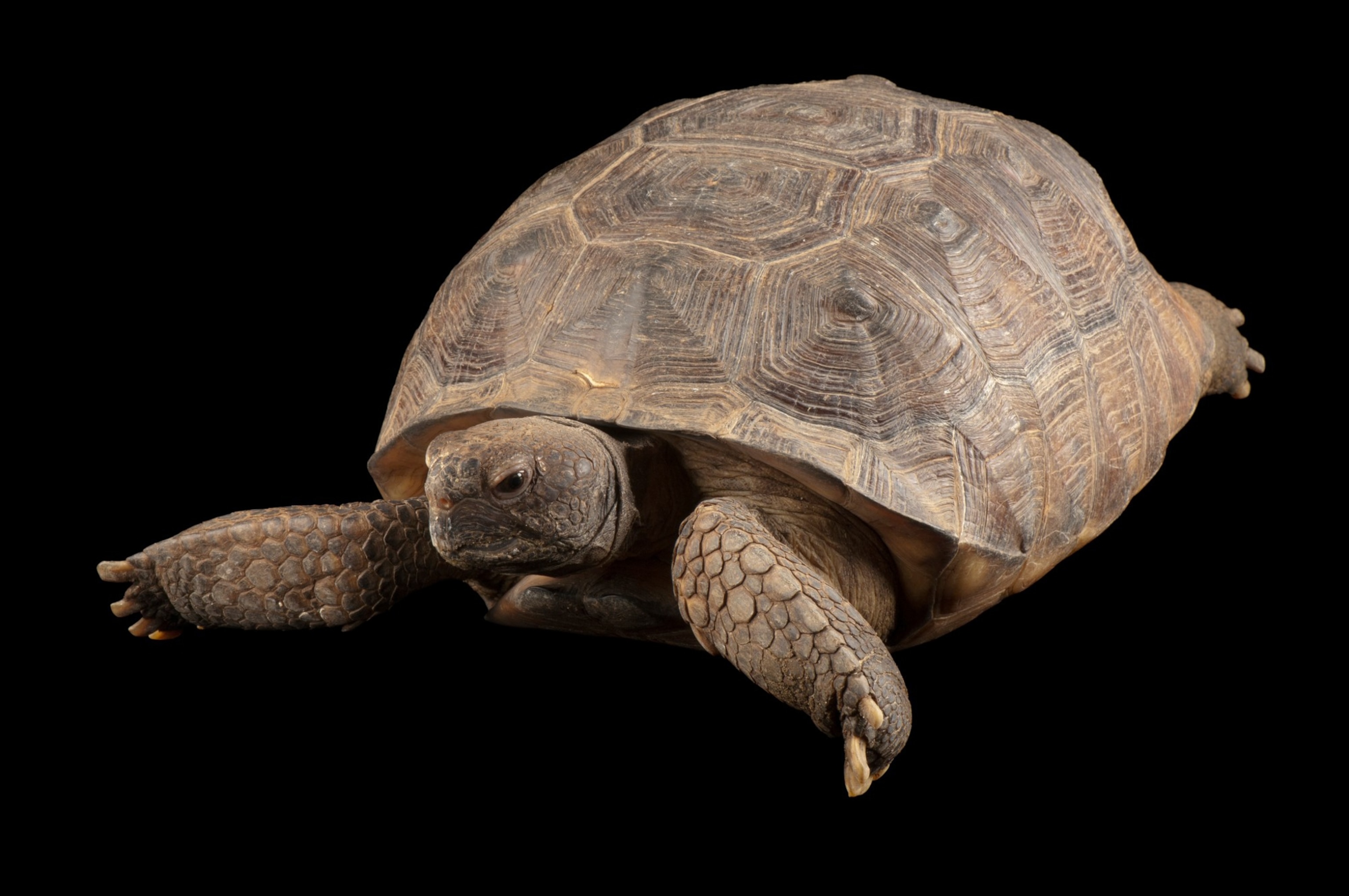 A gopher tortoise against a black background