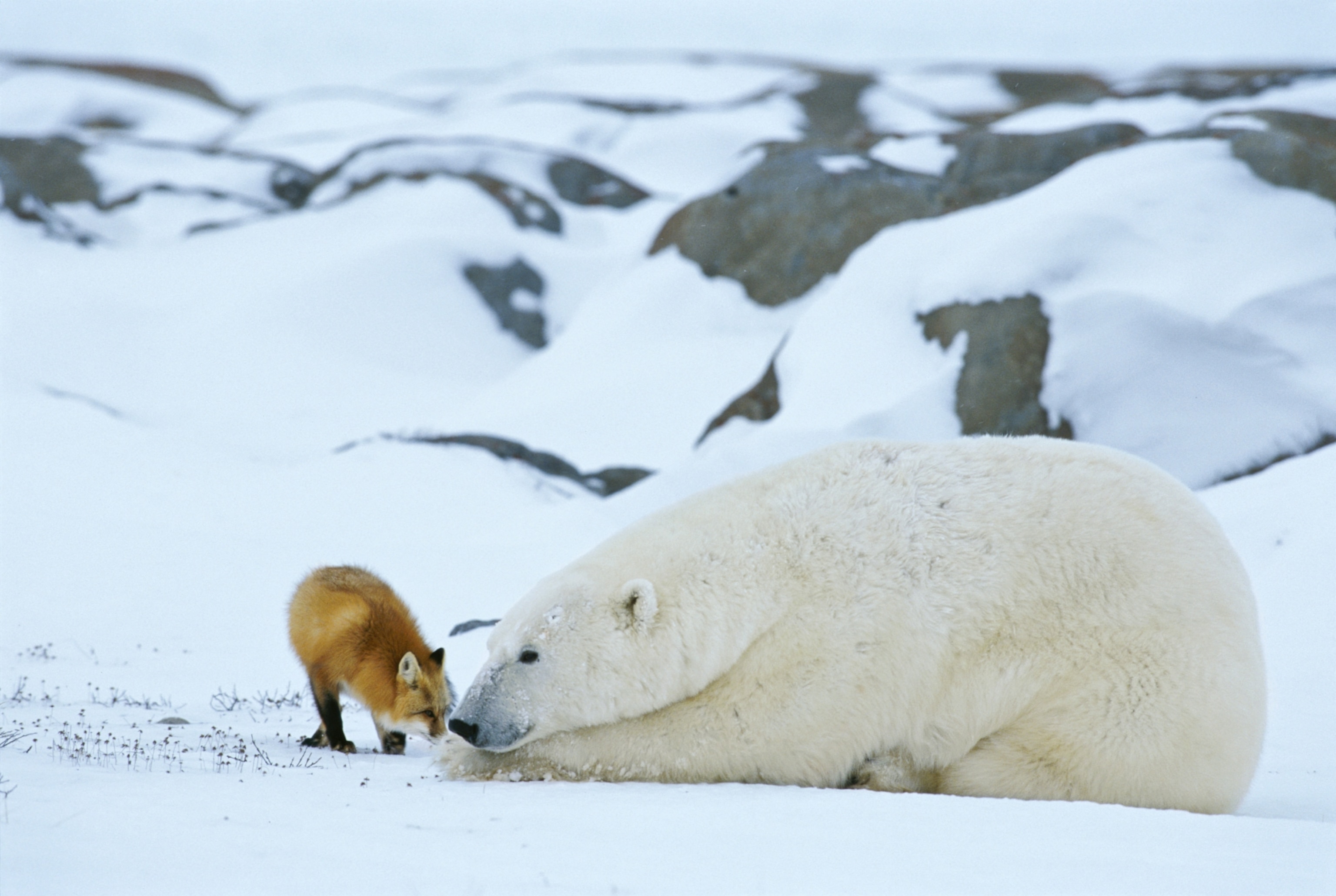 a red fox, Vulpes vulpes, nosing a polar bear, Ursus maritimus