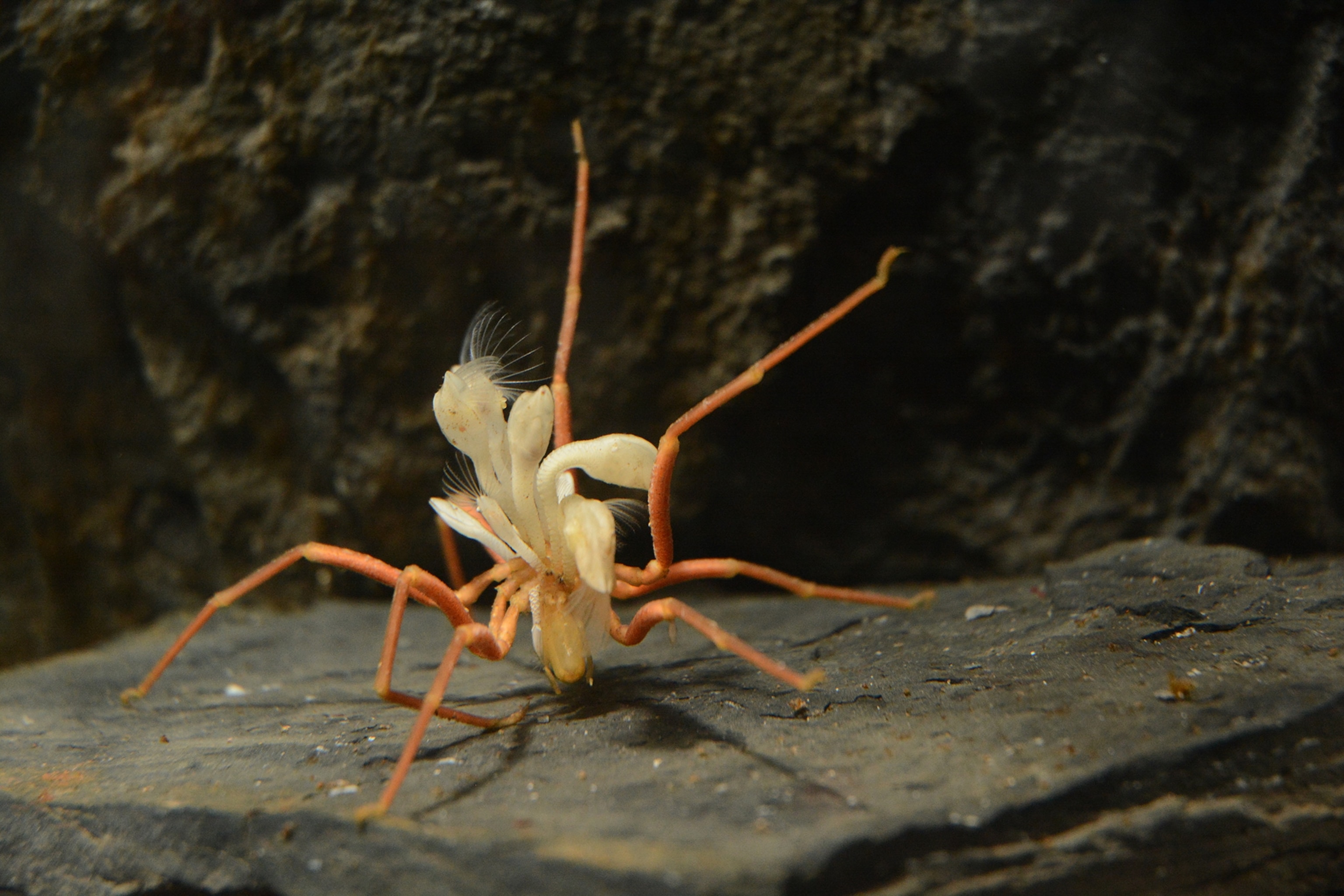 a sea spider