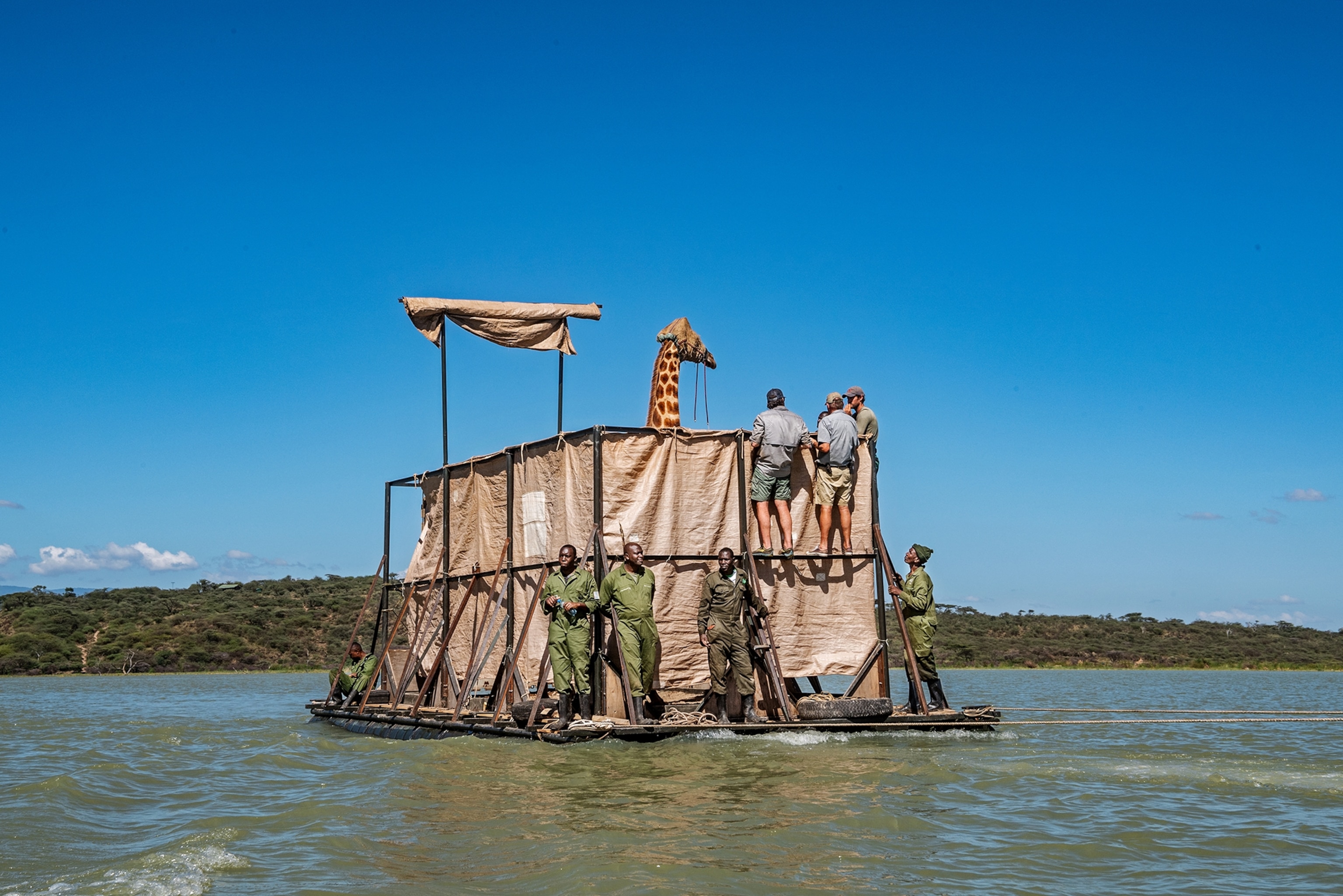Picture of raft with tarp enclosure and giraffe's head sticking out.