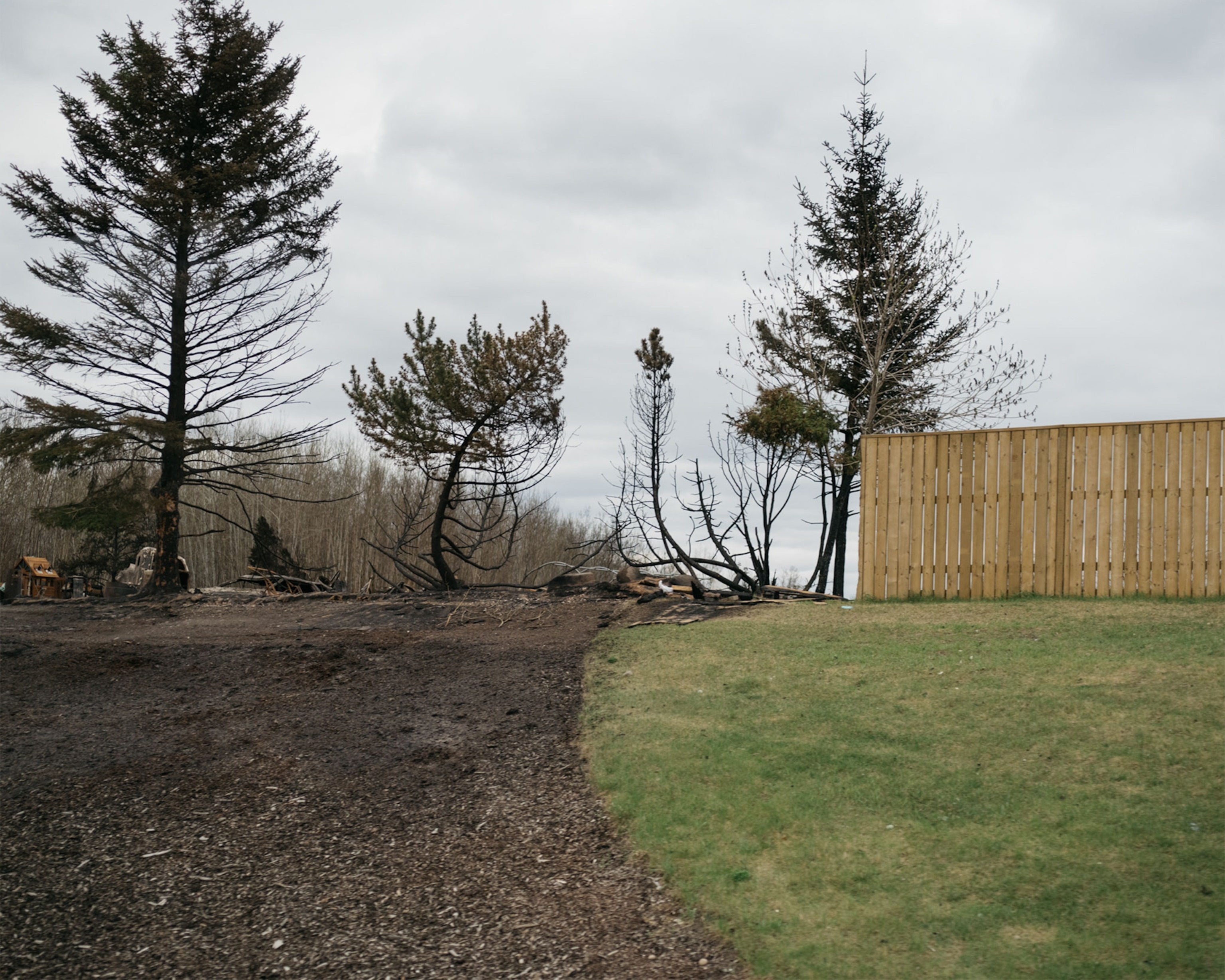 trees burnt near the fire line in Alberta, Canada