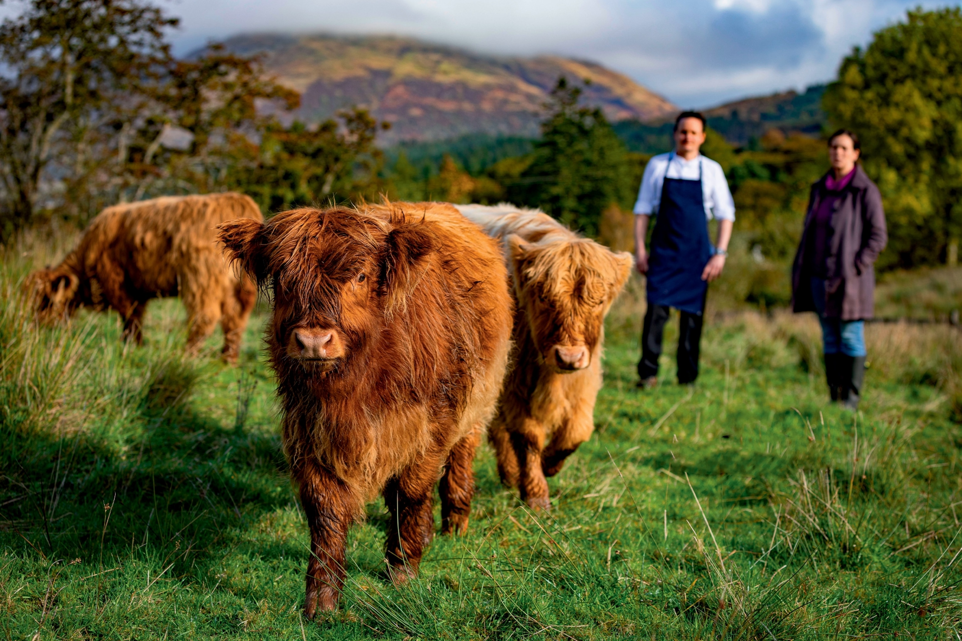 Highland cows