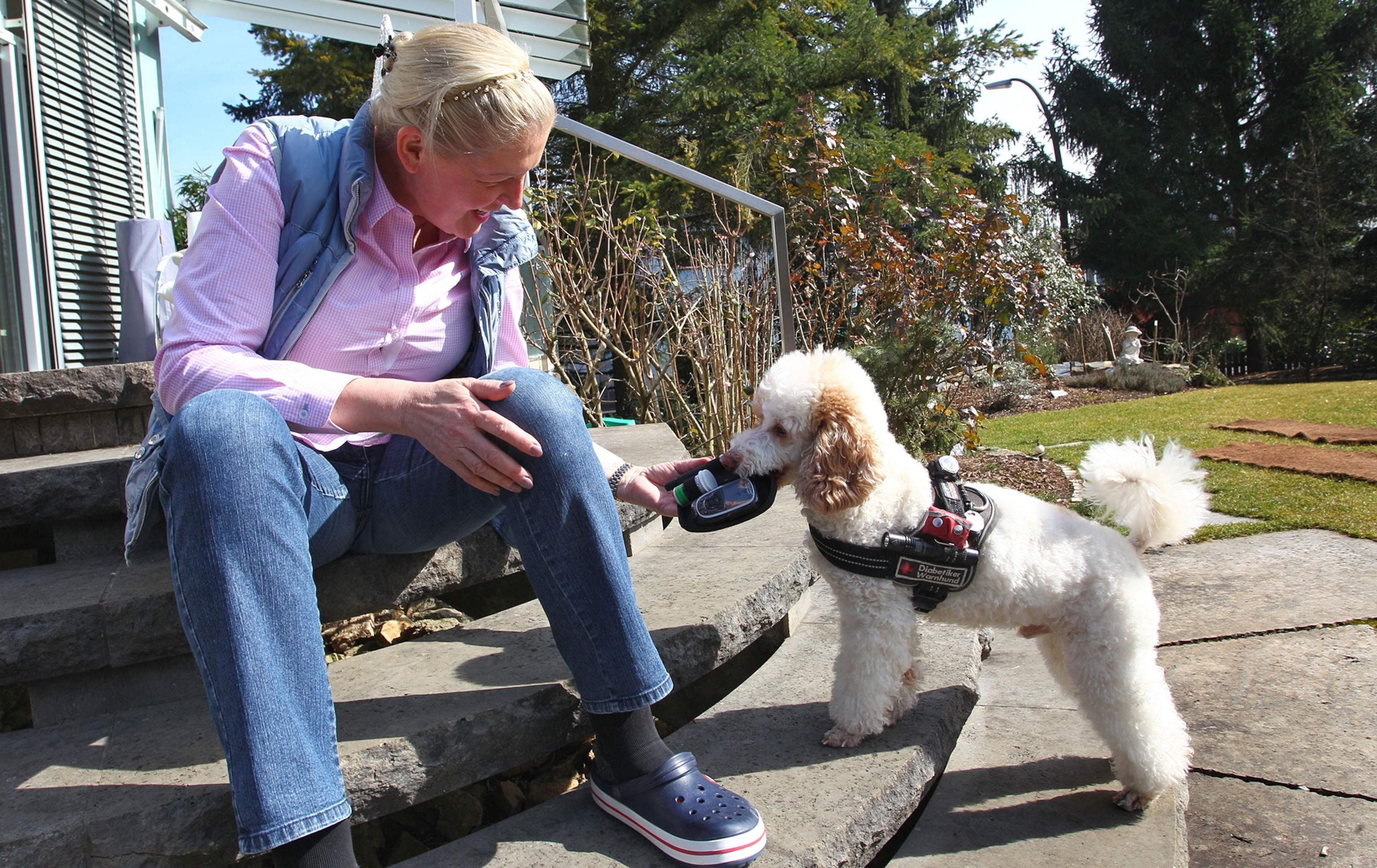 a diabetes detection dog with owner
