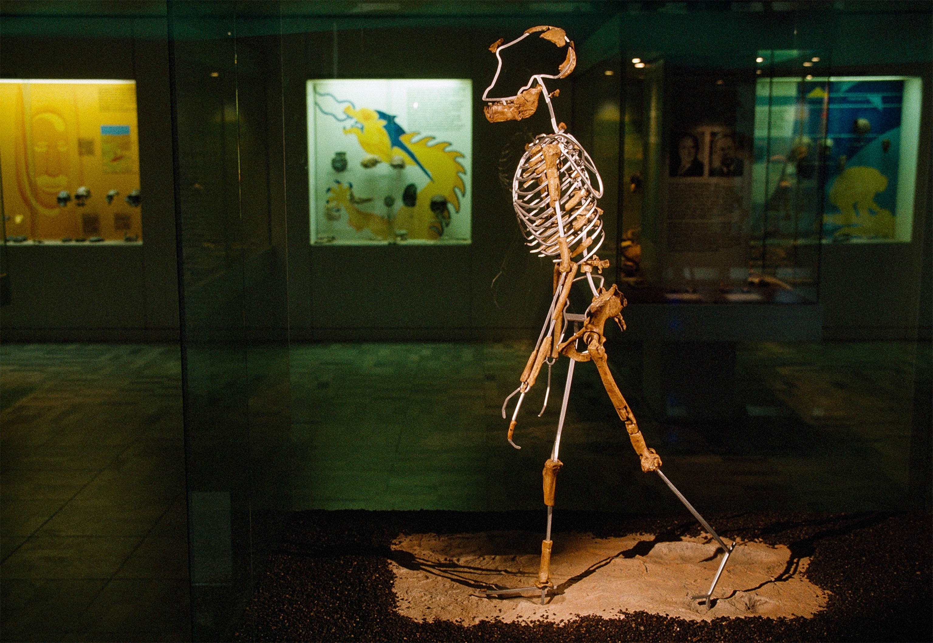 a skeleton reconstruction