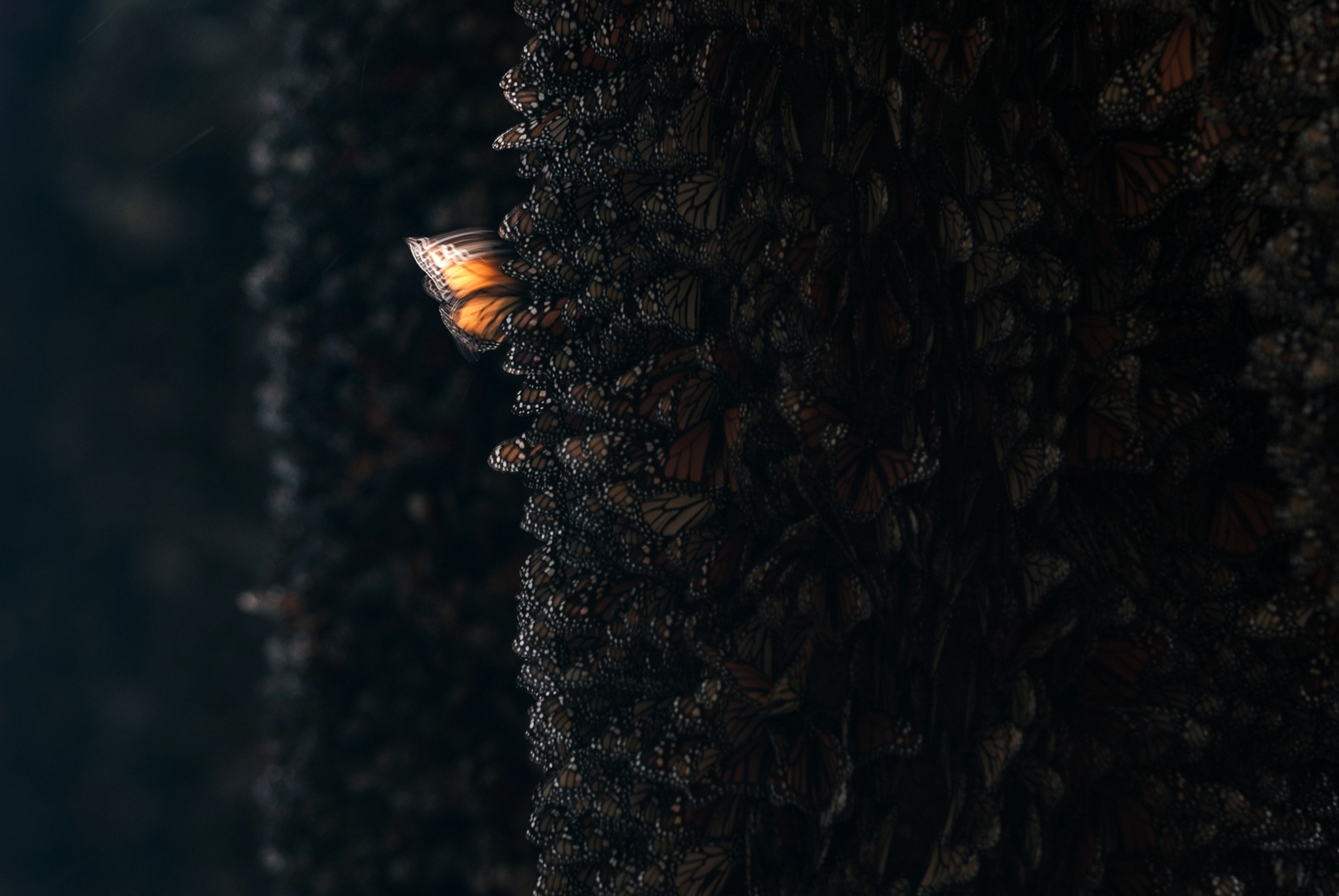 Picture of thousands of Monarch butterflies on tree trunks, with the wings of a single butterfly caught by the light of the setting sun.