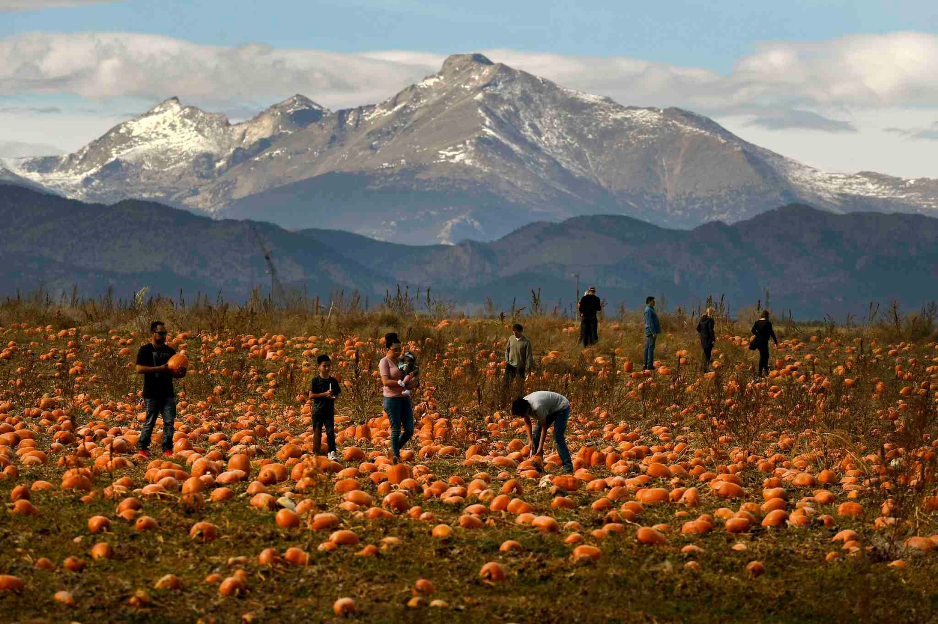 Rock Creek Pumpkin patch has thousand upon thousands of pumpkins to pick.