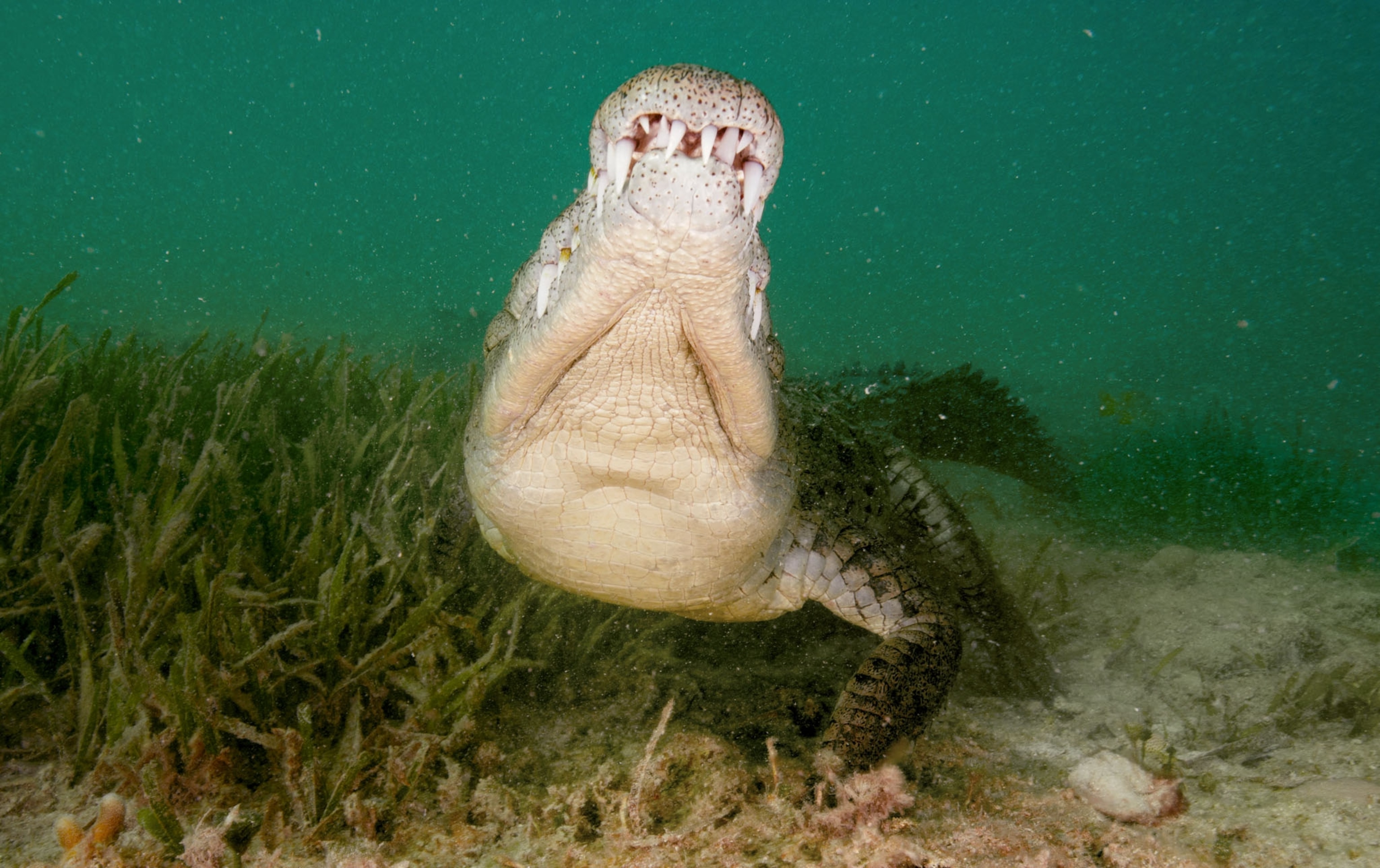 a crocodile swimming under water