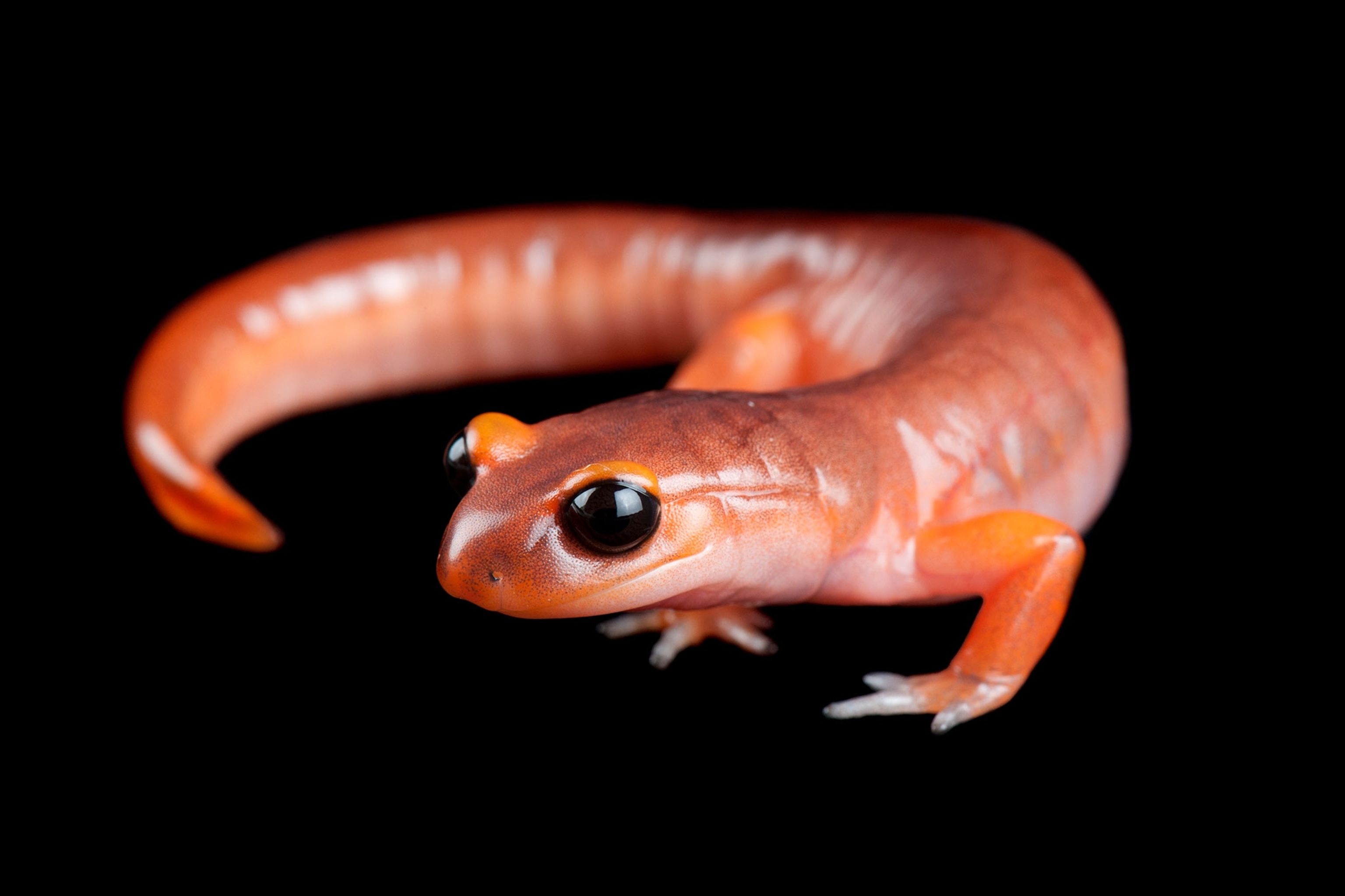 an ensatina salamander