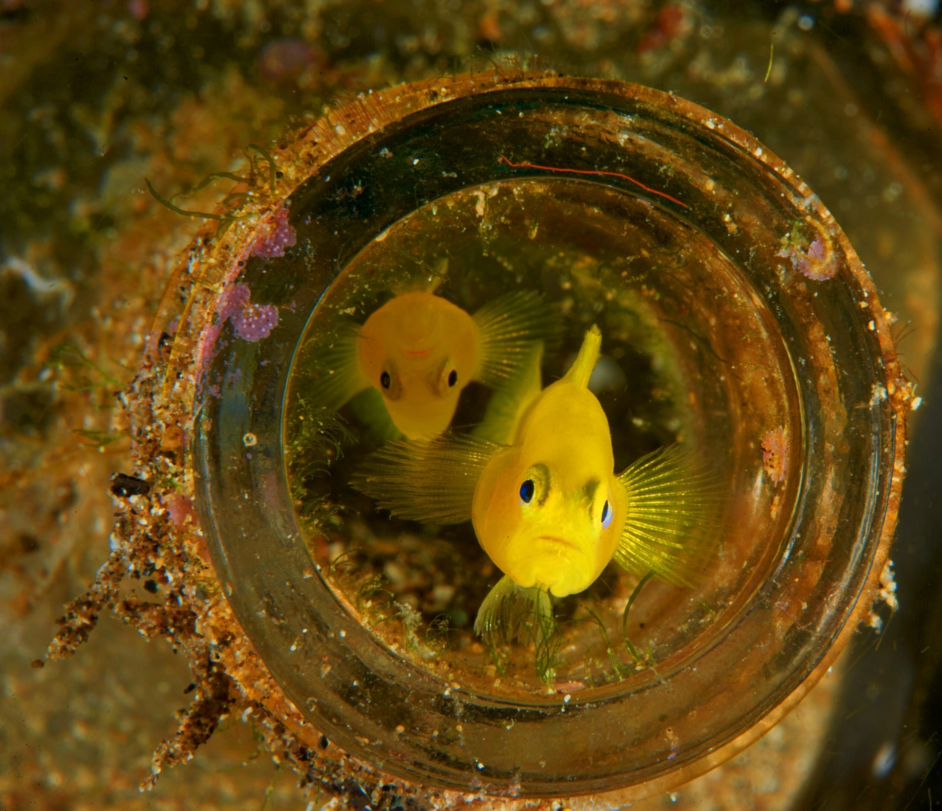 Small yellow fish peer through a glass bottle.