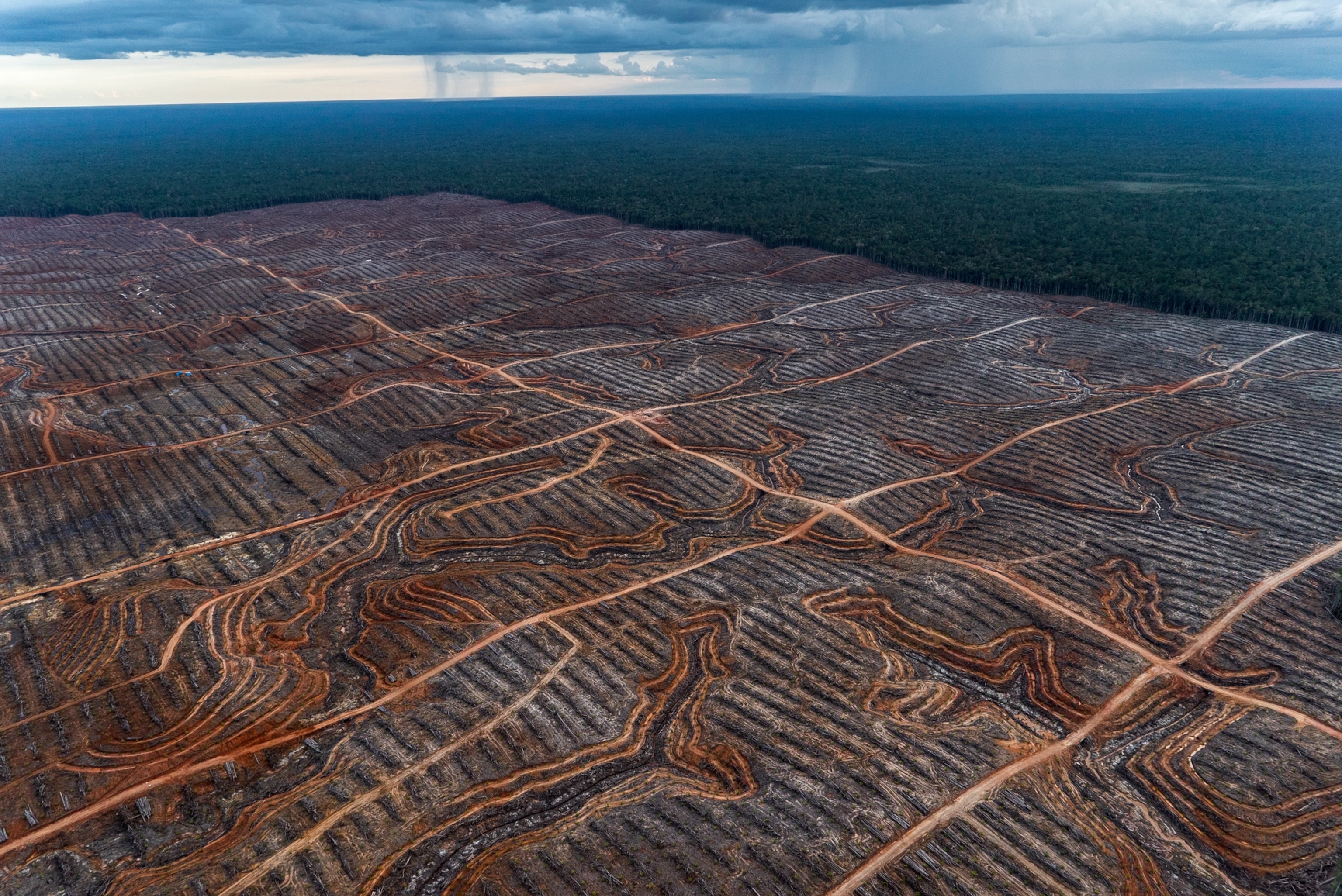 recent clearance of primary forest and new plantation of oil palm