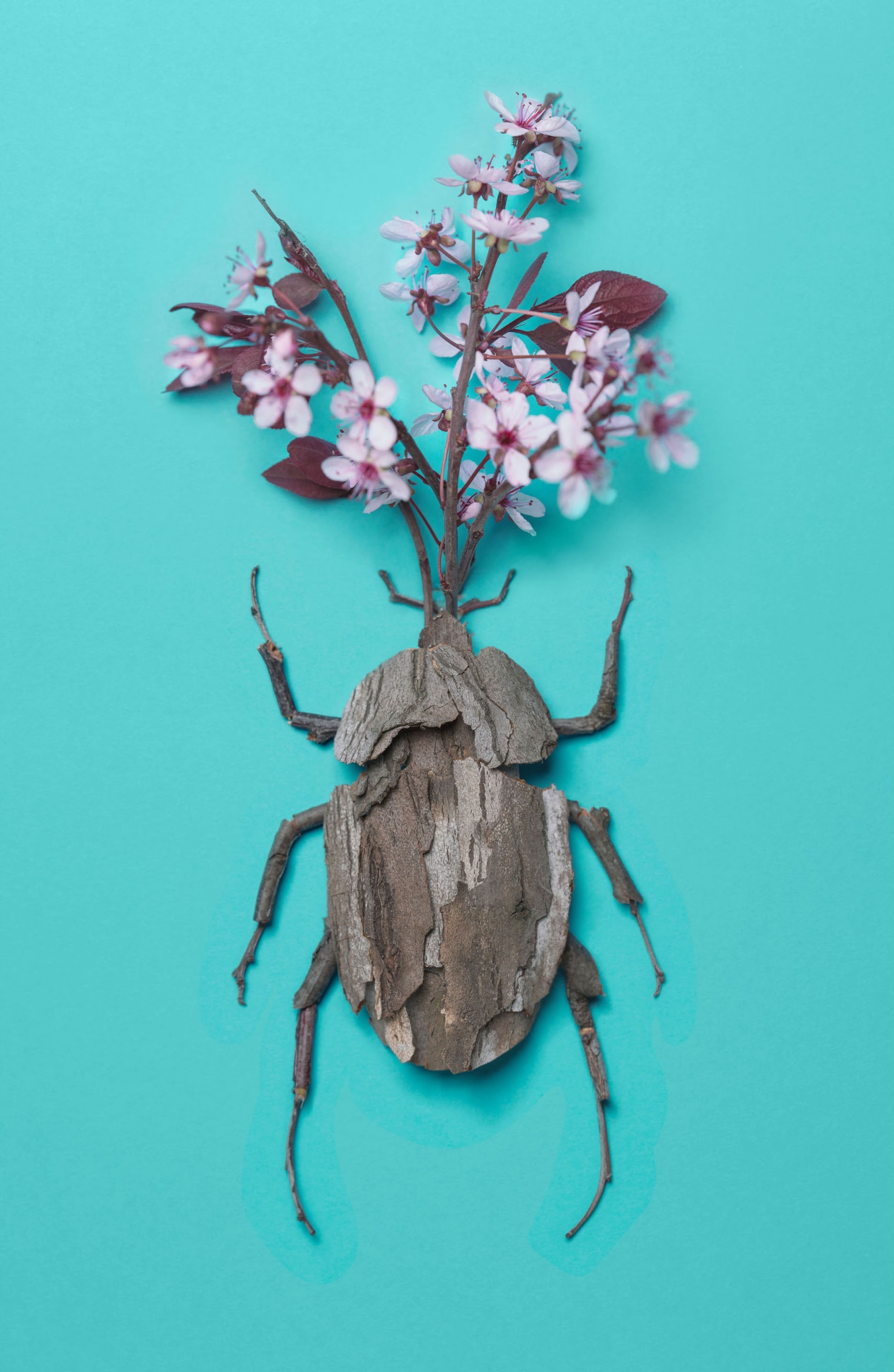 flower bugs