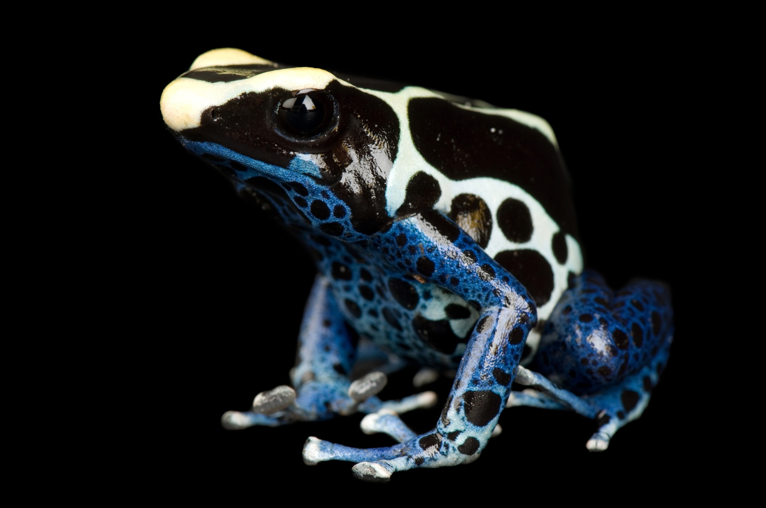 a dyeing dart frog