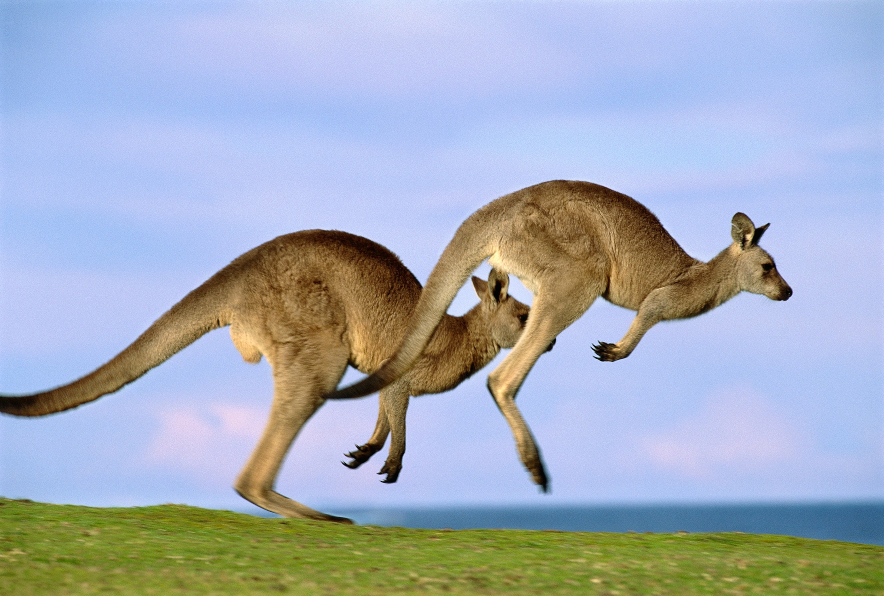Eastern gray kangaroos