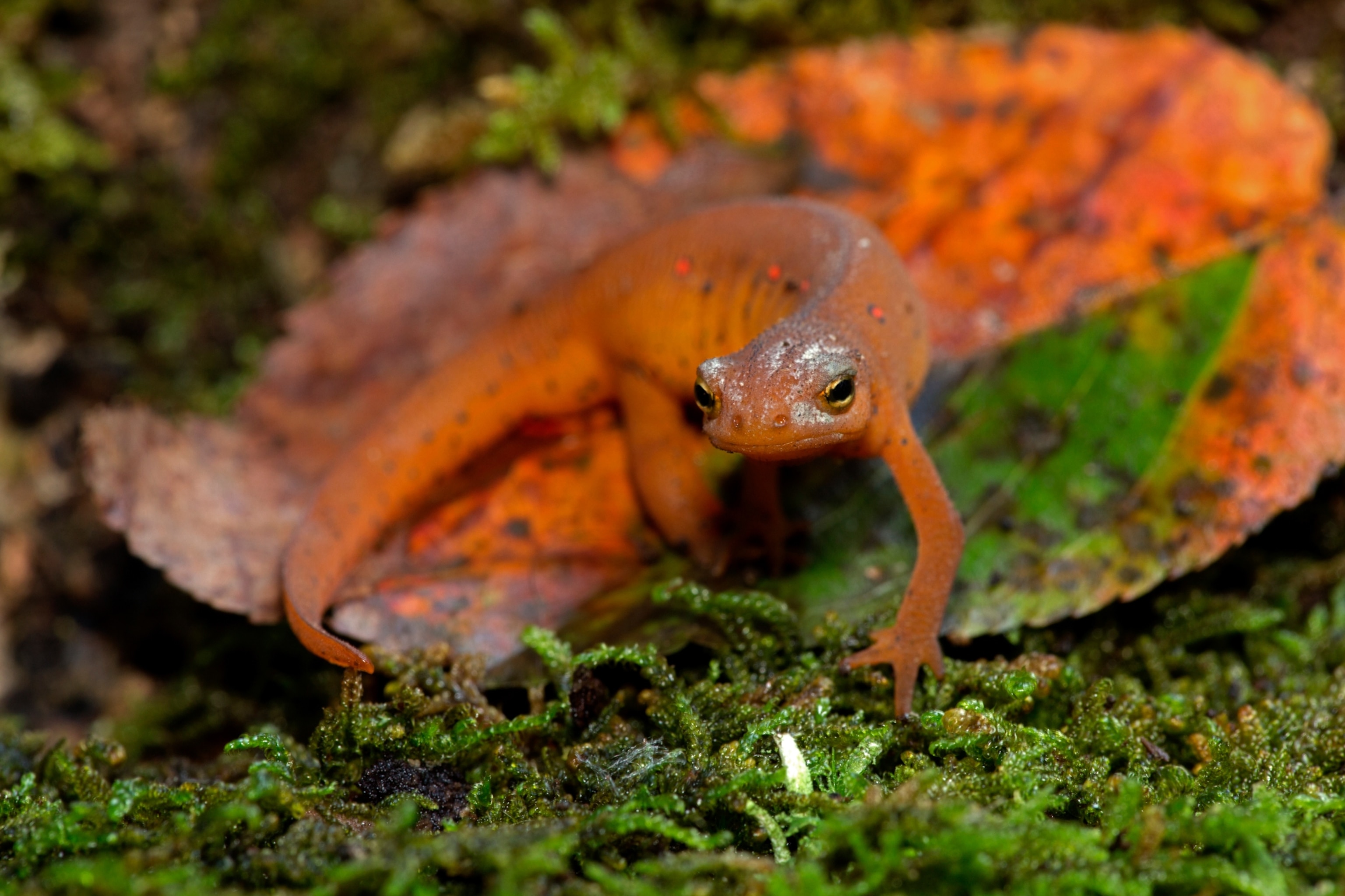 A brightly colored newt with red and black spots on it's body.
