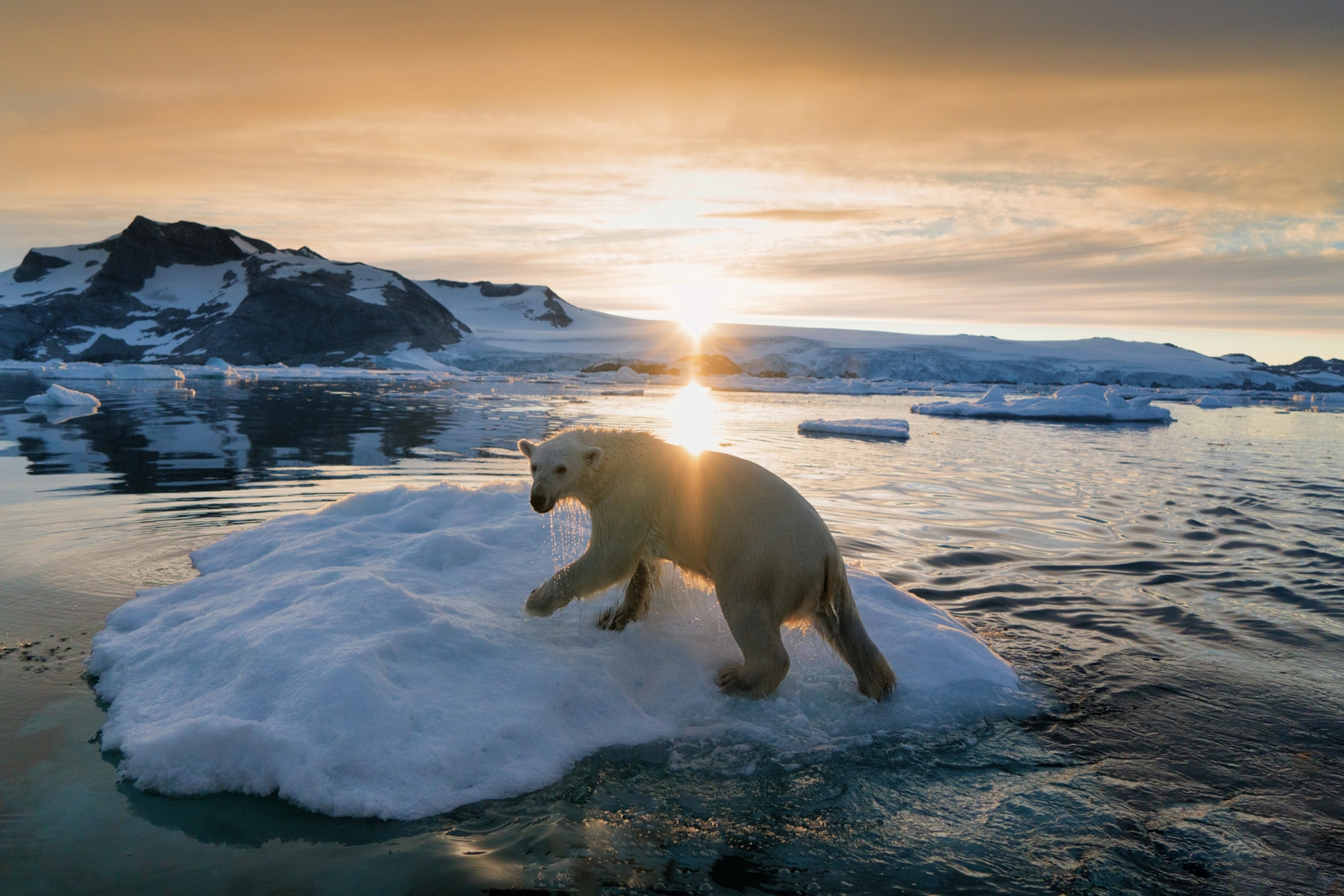 a polar bear, Ursus maritimus, walks on a small piece of floating ice Greenland