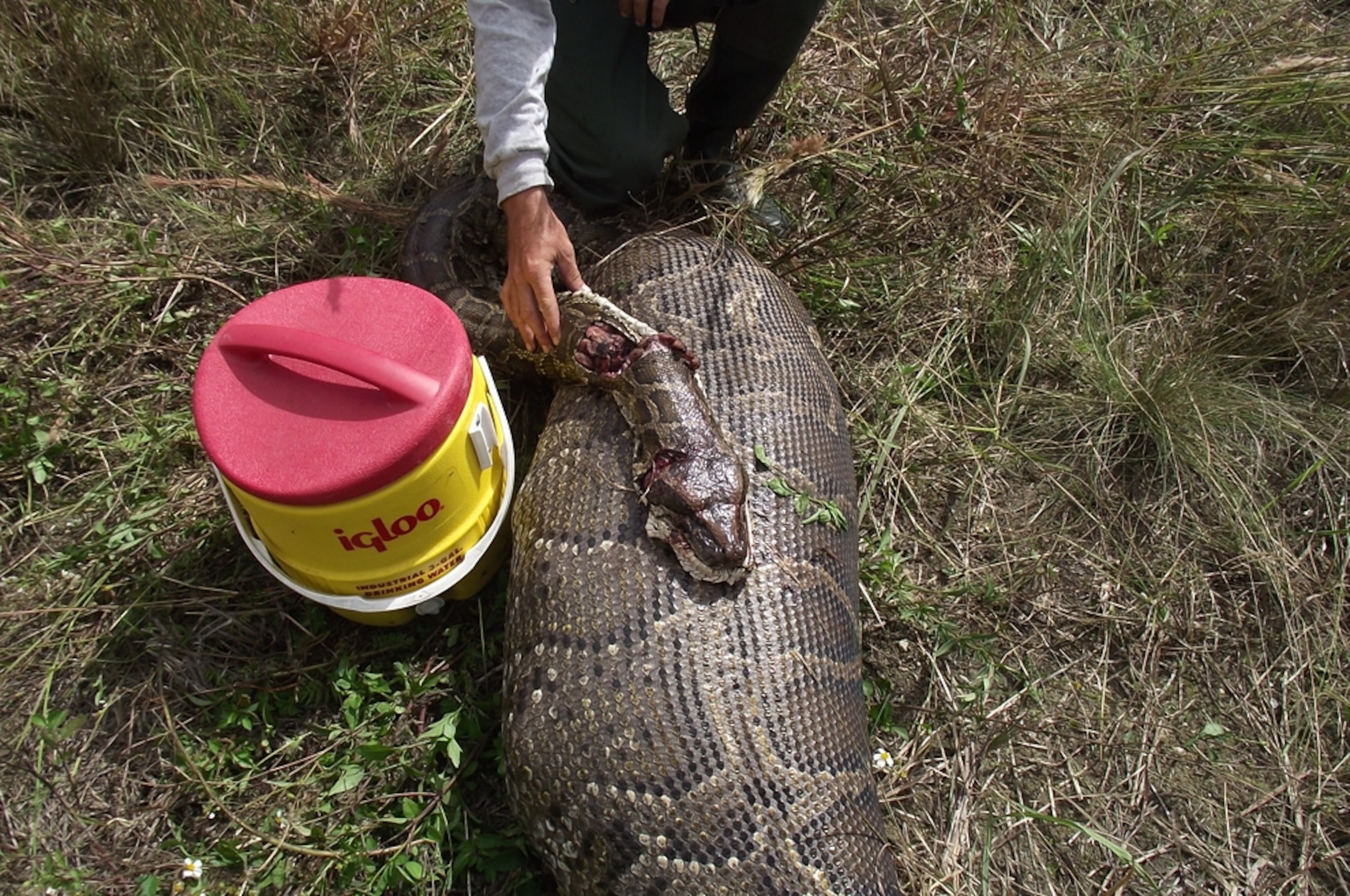 A Burmese python that was killed after eating a 76-pound deer in Everglades National Park, Florida.