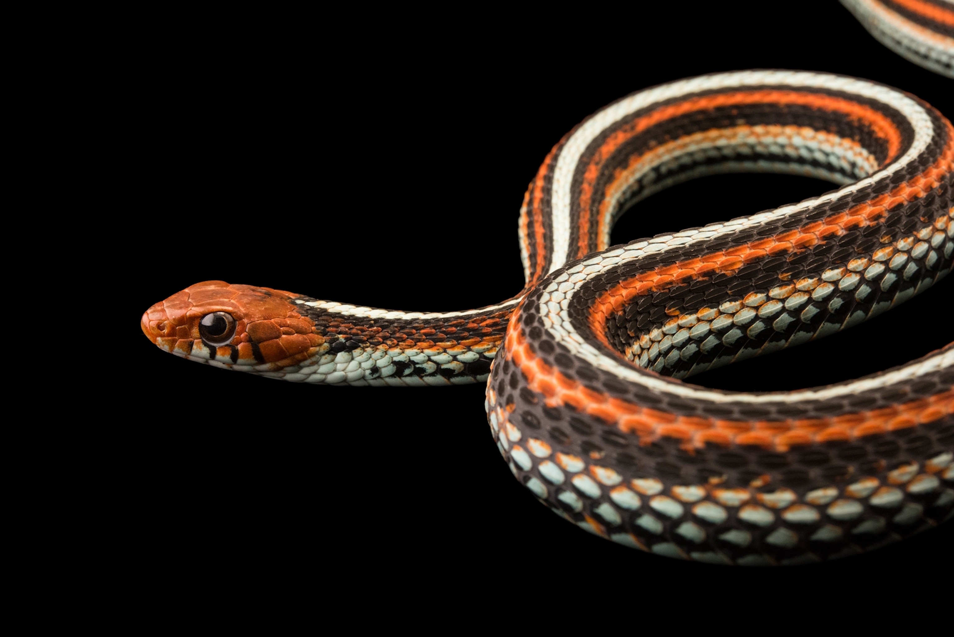 A small snake with orange white and black pattern on its body.