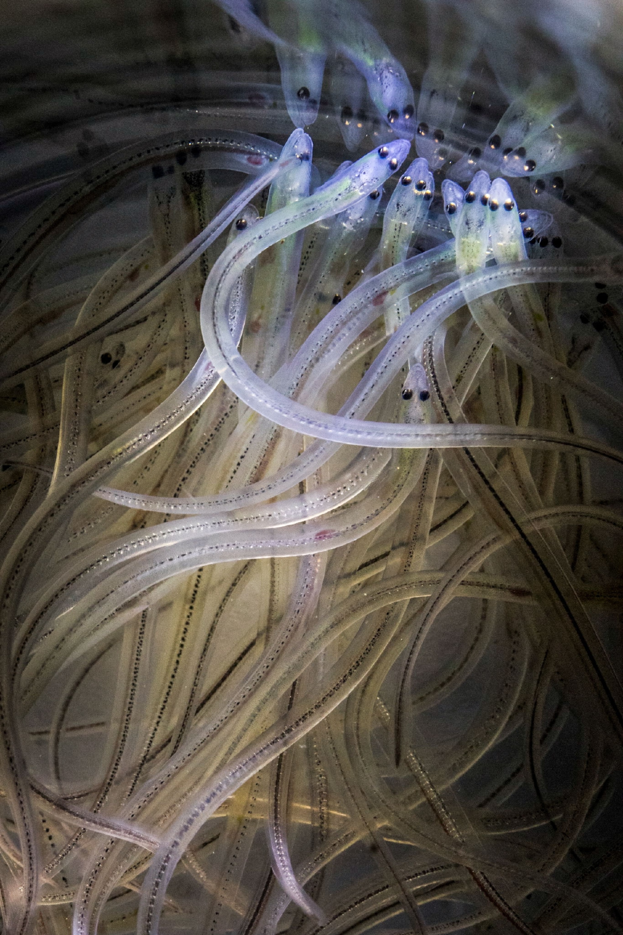 glass eels