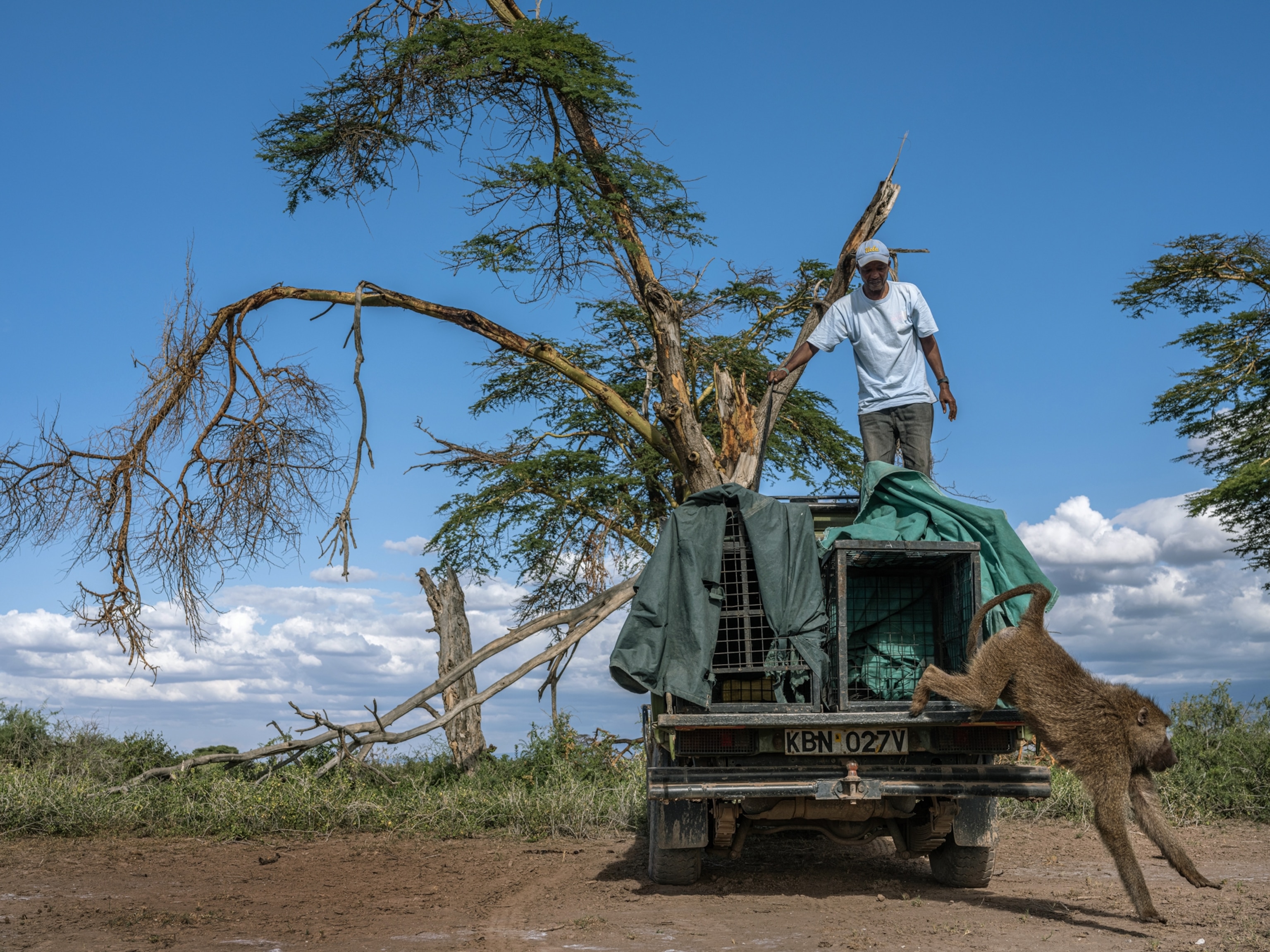 Picture of baboon jumping off truck