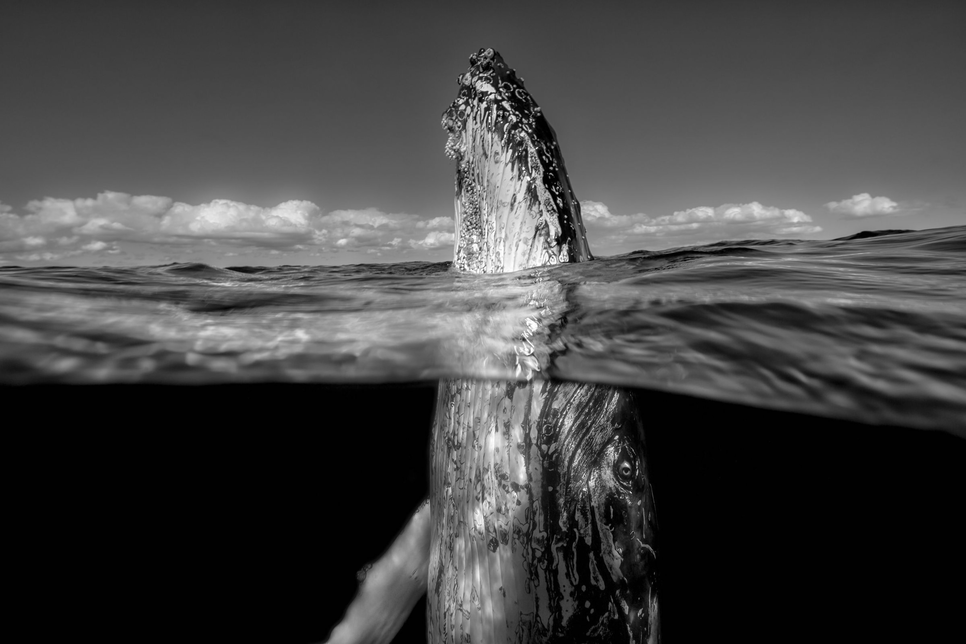 whale in Queensland, Australia