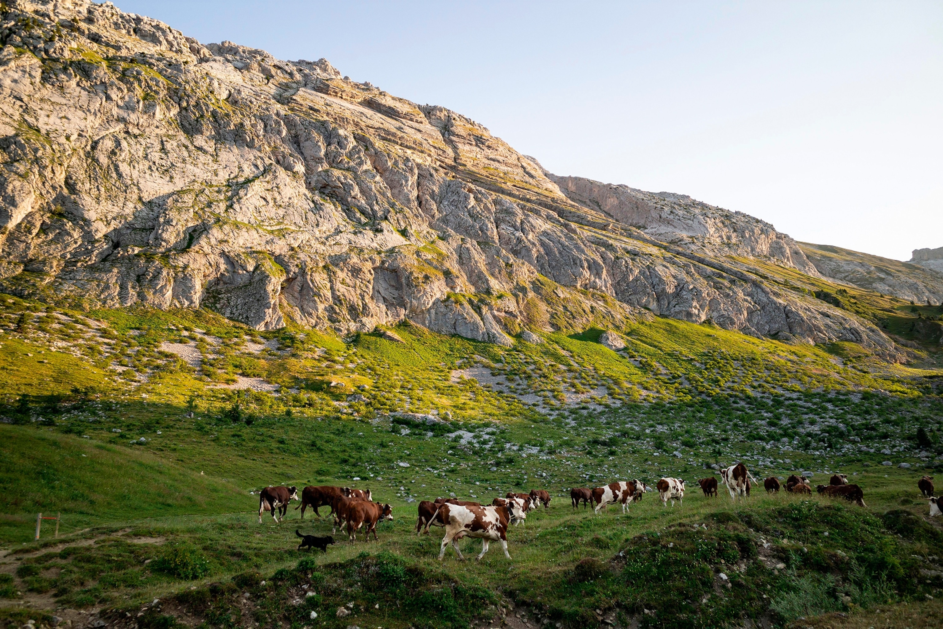 Cows grazing in the Alpine meadows with rocky hills in the background.