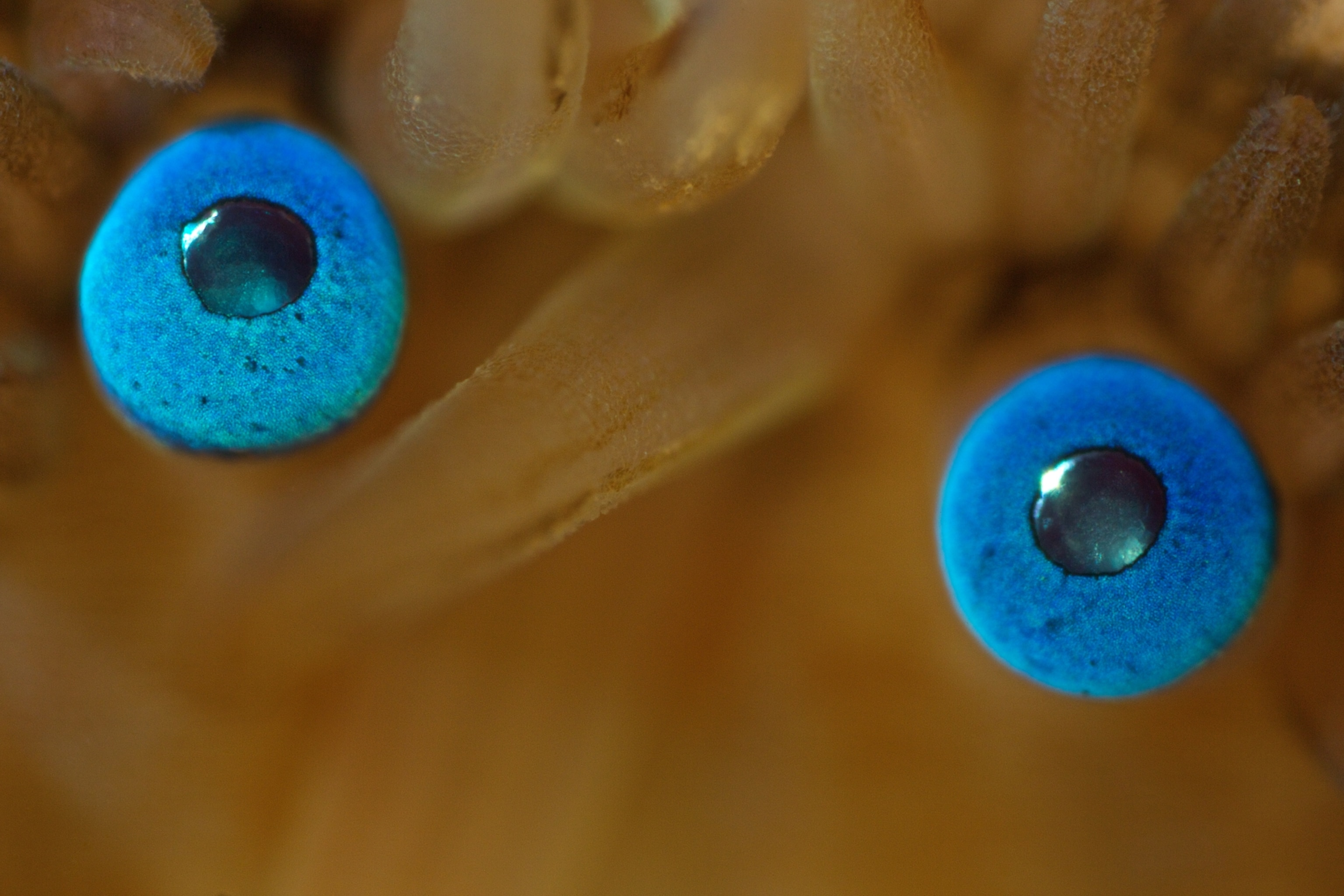 a bay scallop's eyes