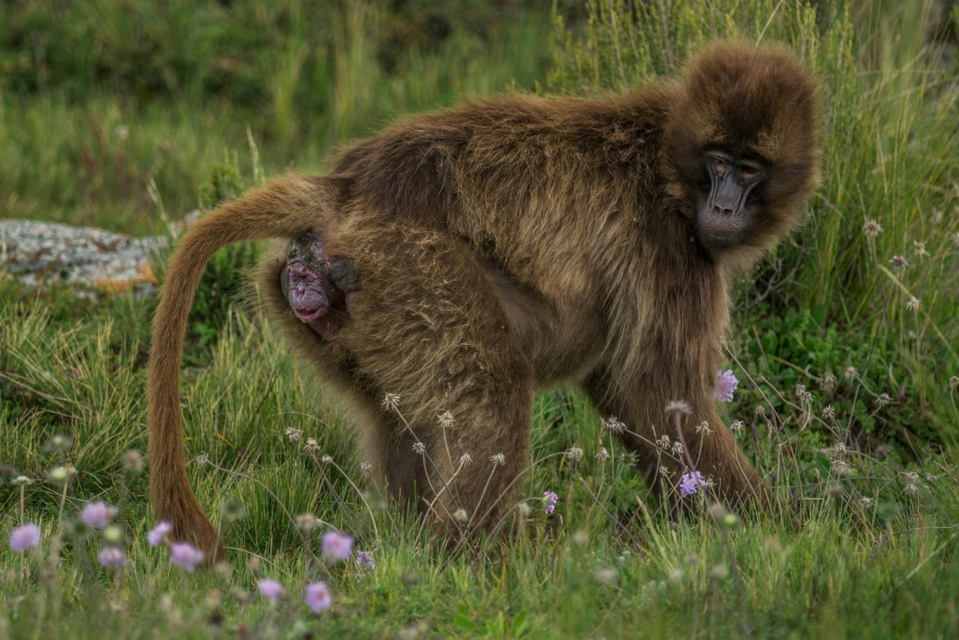 a gelada giving birth silently while isolated from the rest of the group