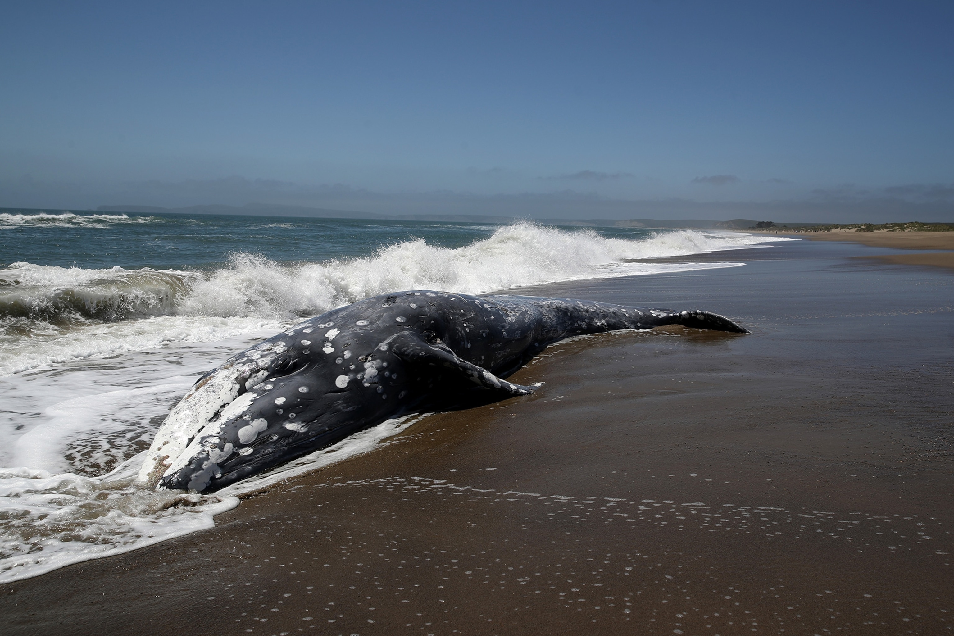a dead gray whale on a beach