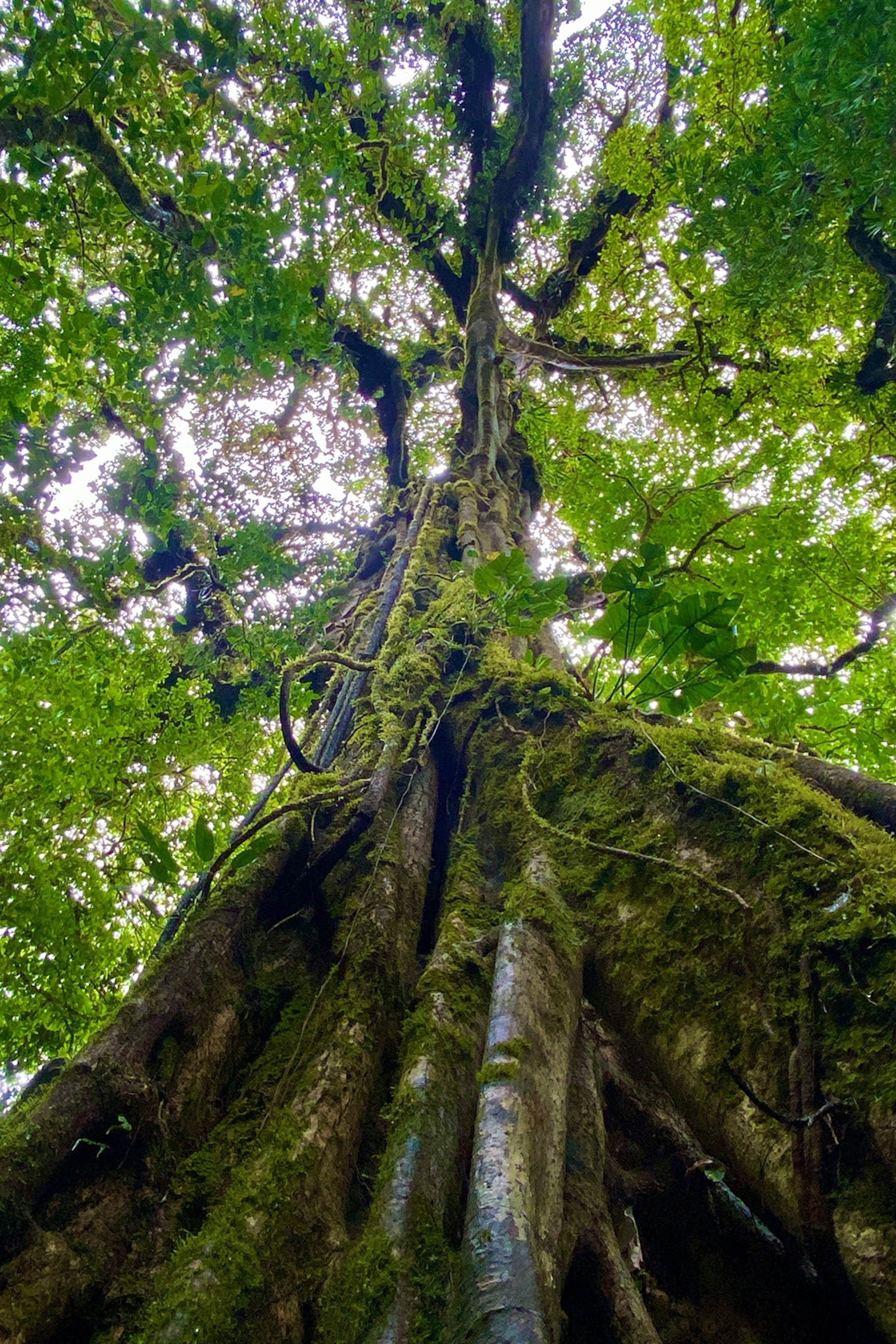 An old tree in the Aguti Wildlife Reserve in Monteverde, Costa Rica.