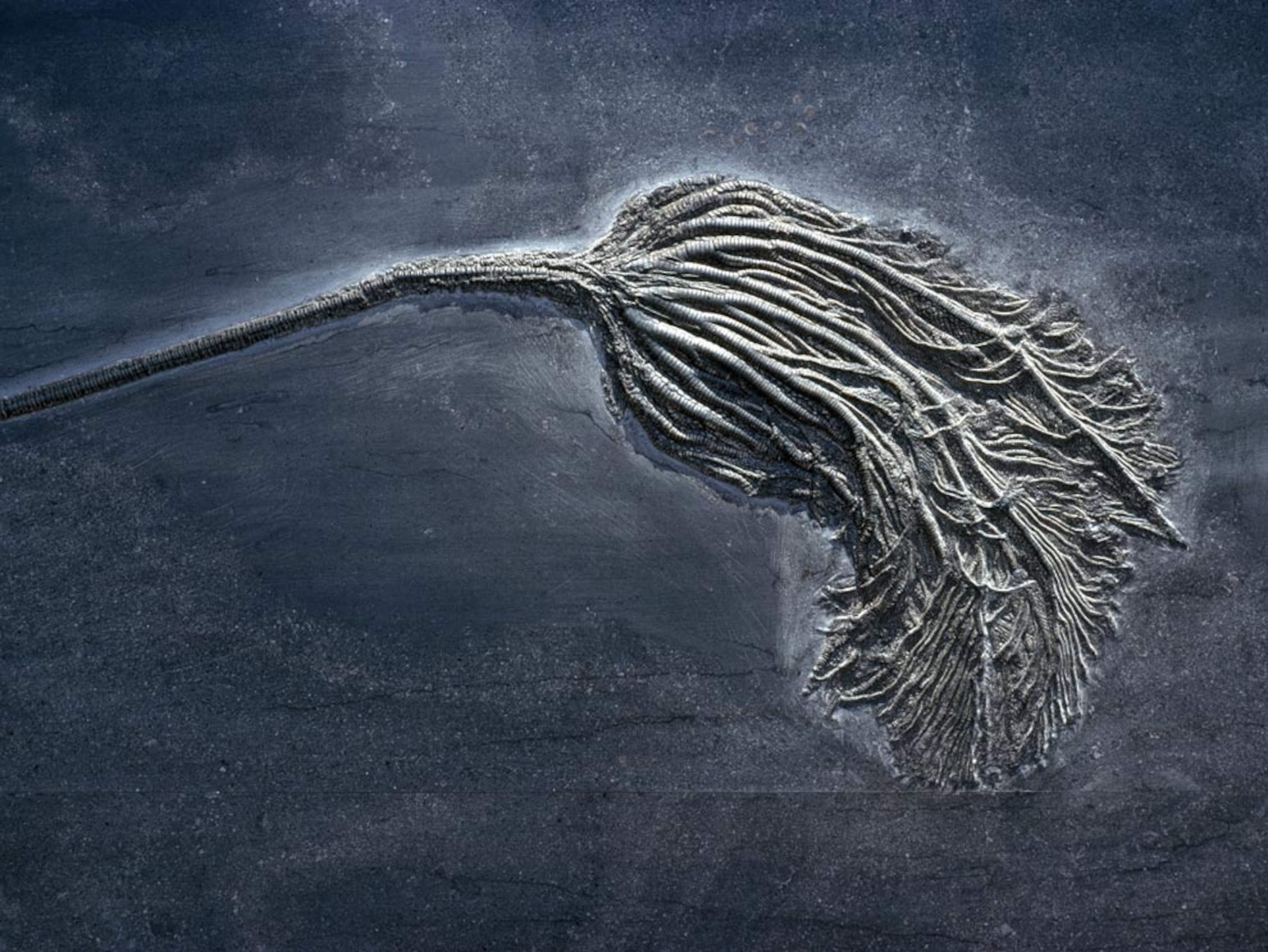 Crinoid fossil