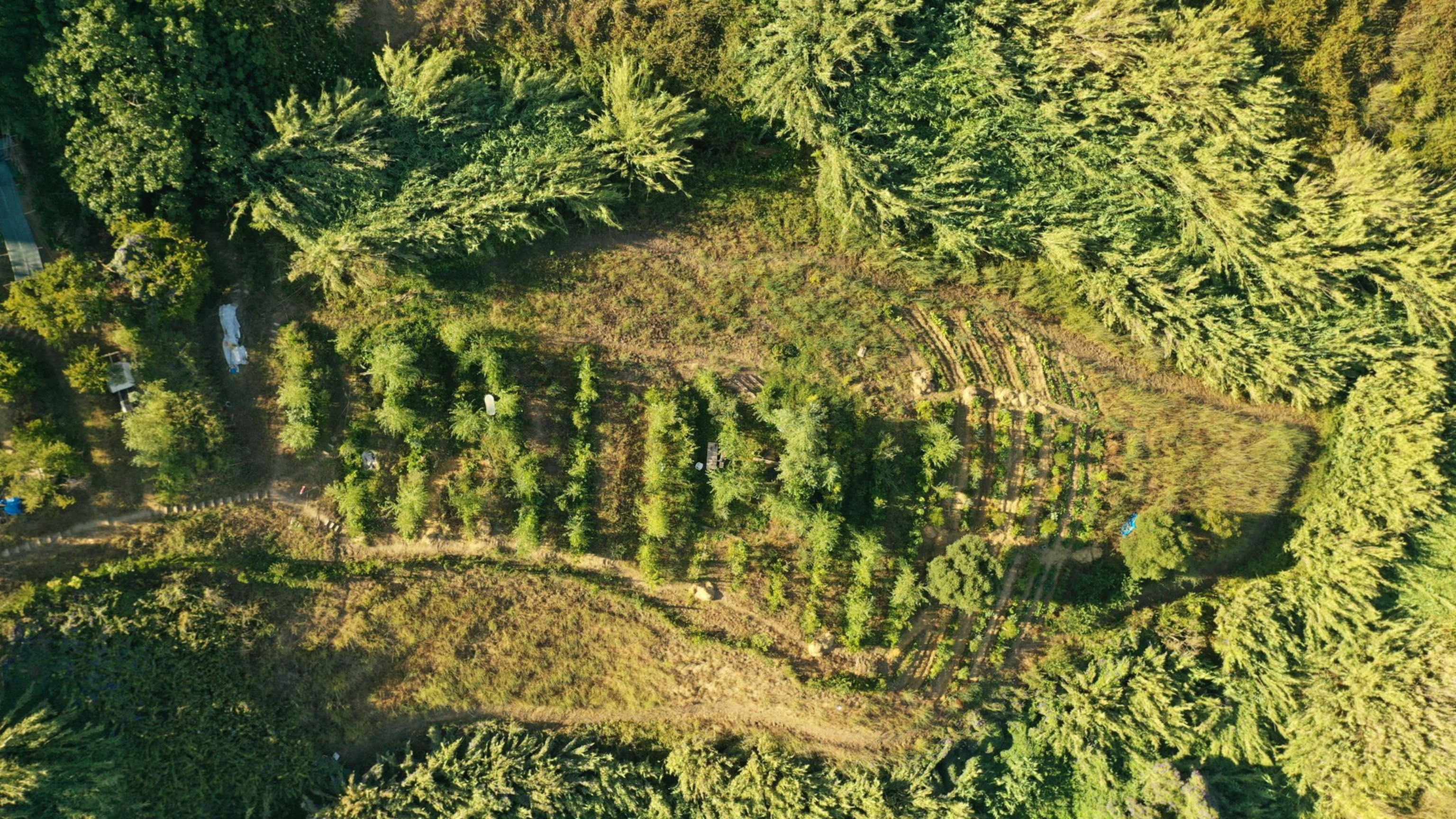 a drone view of a lush green agrogorest