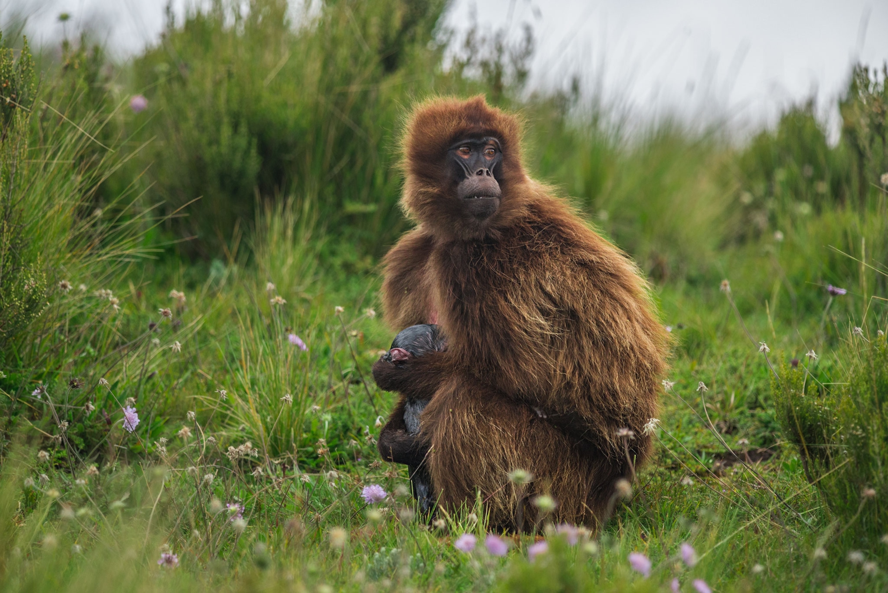 a gelada baboon giving birth
