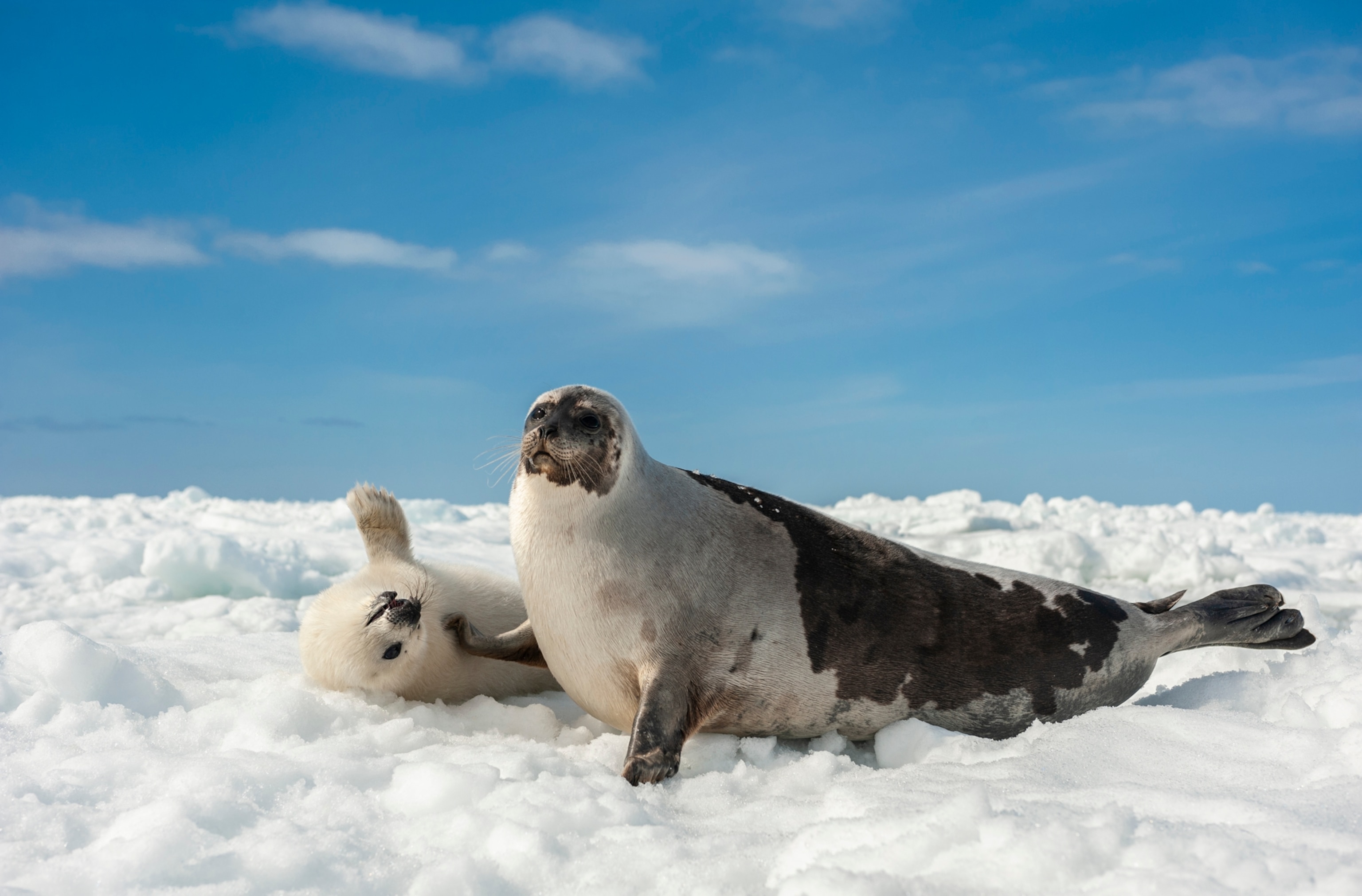a fluffy white seal pup rolling over on the ice as its mother holds a flipper over it.
