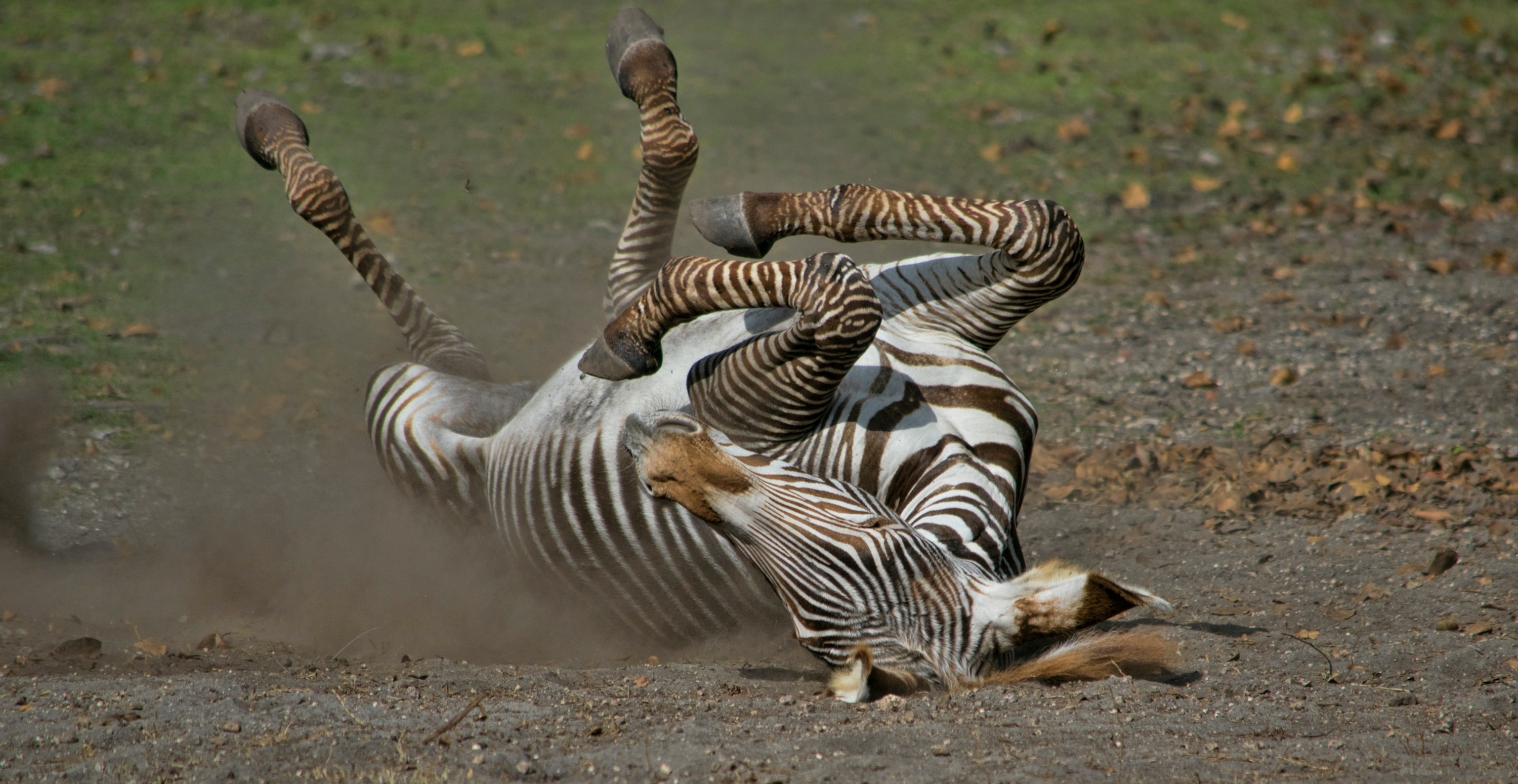 animal scratching