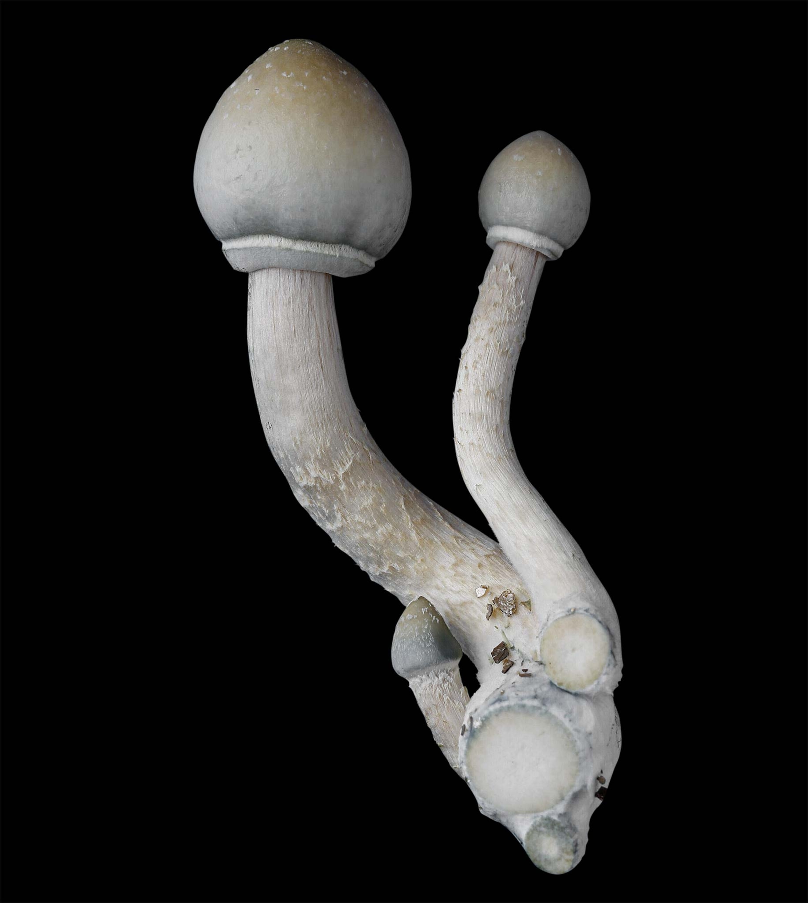 An image of Teonanacatl, a mushroom