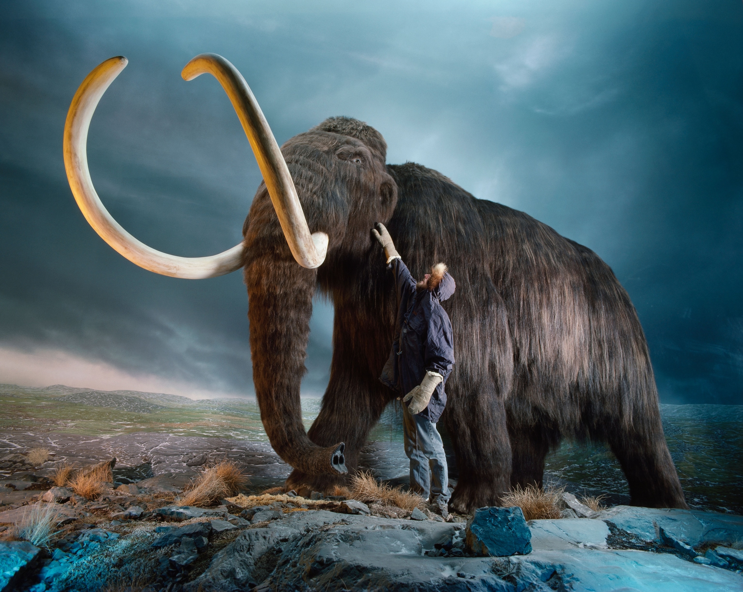 a museum worker checking the hair on a woolly mammoth replica
