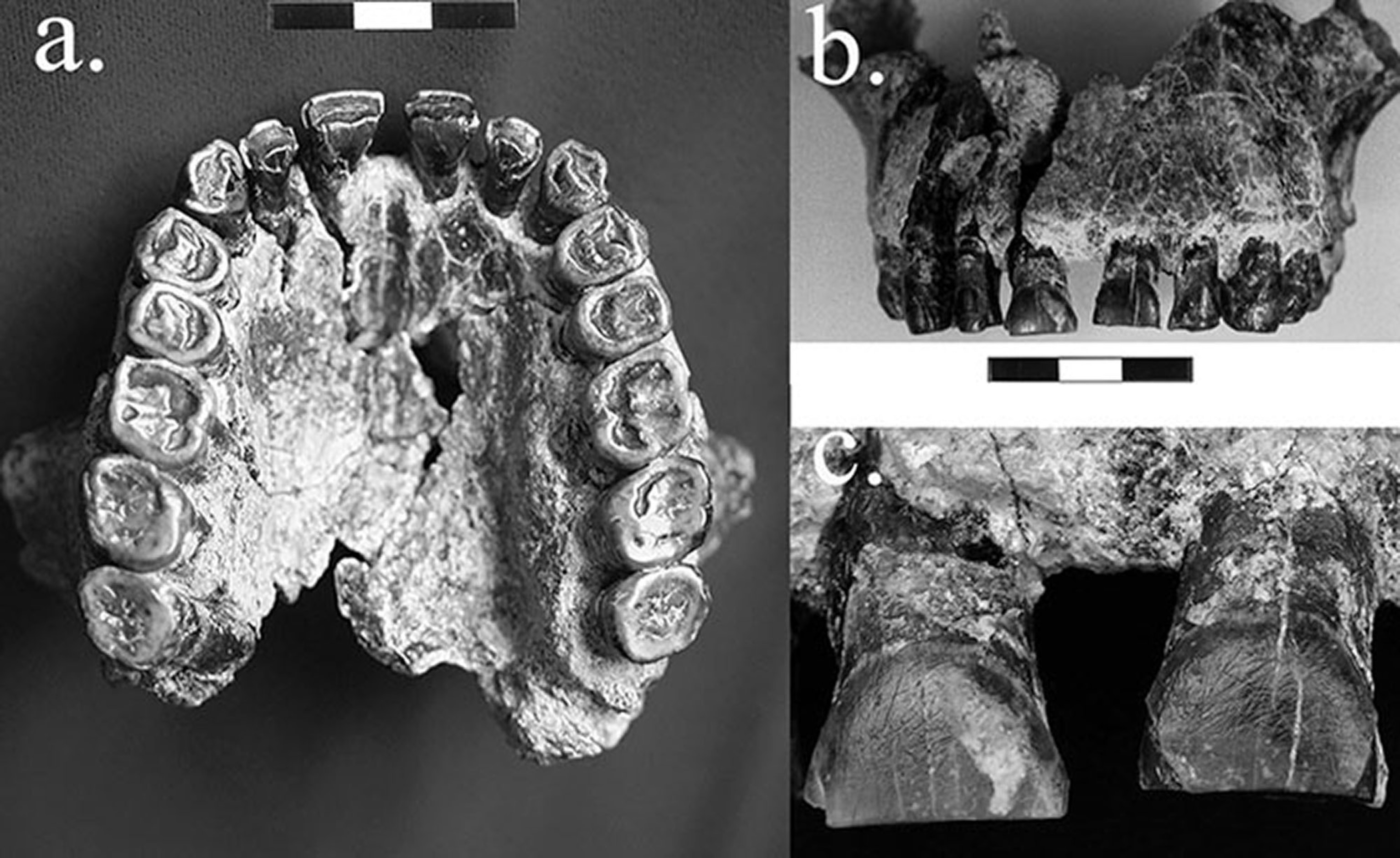 mouth of Homo habilis fossil