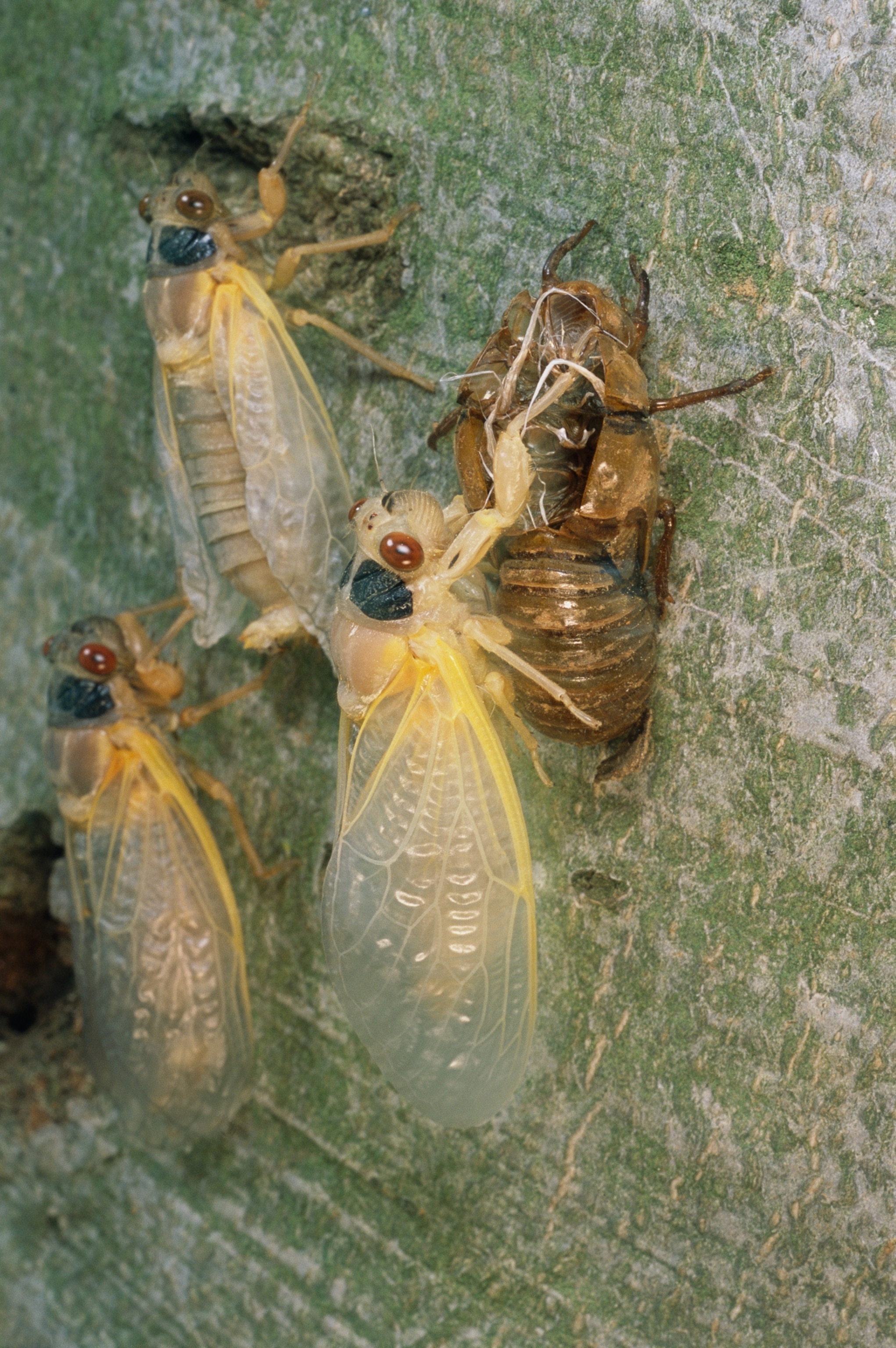 A cicada molting