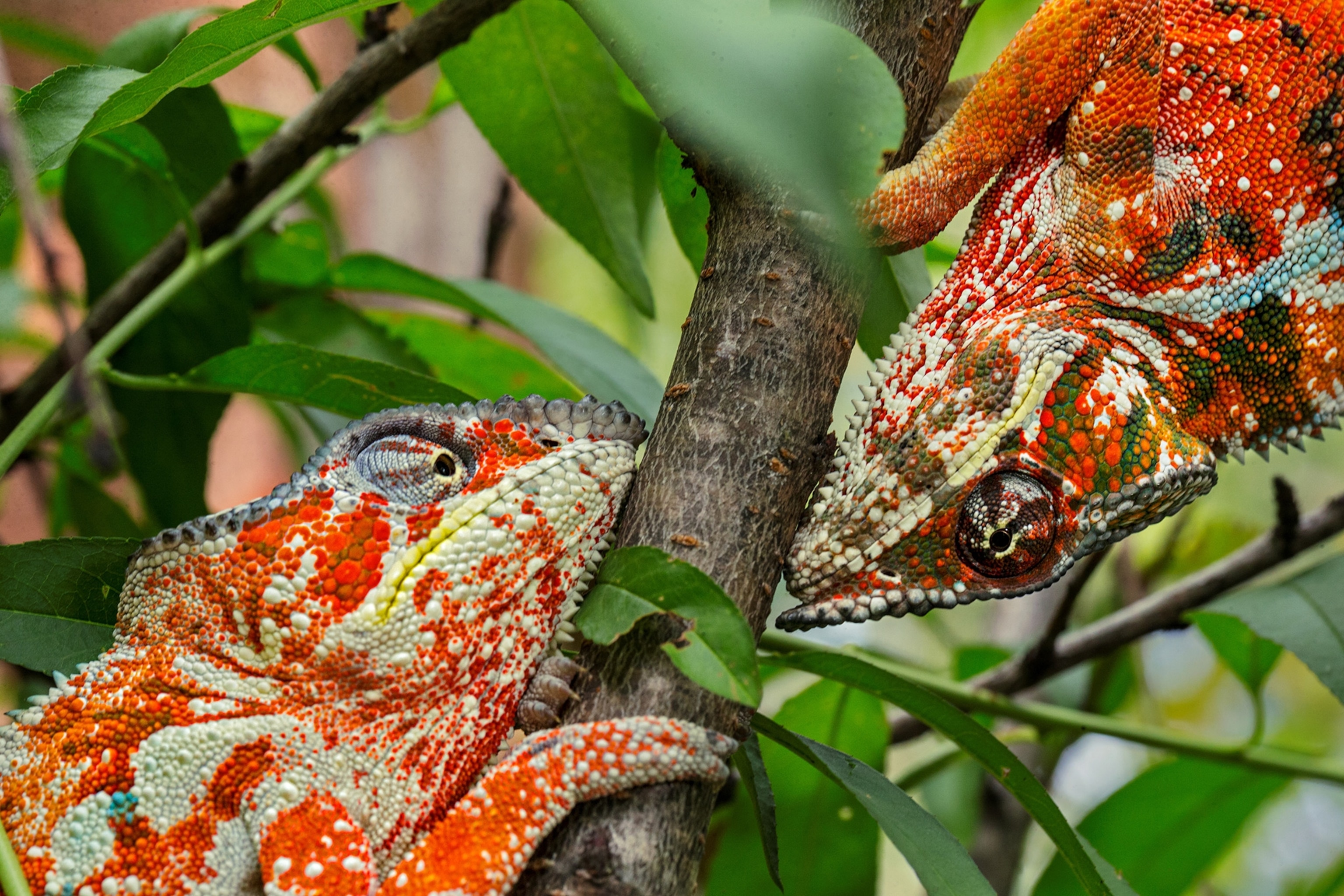 two male panther chameleons in their orange form