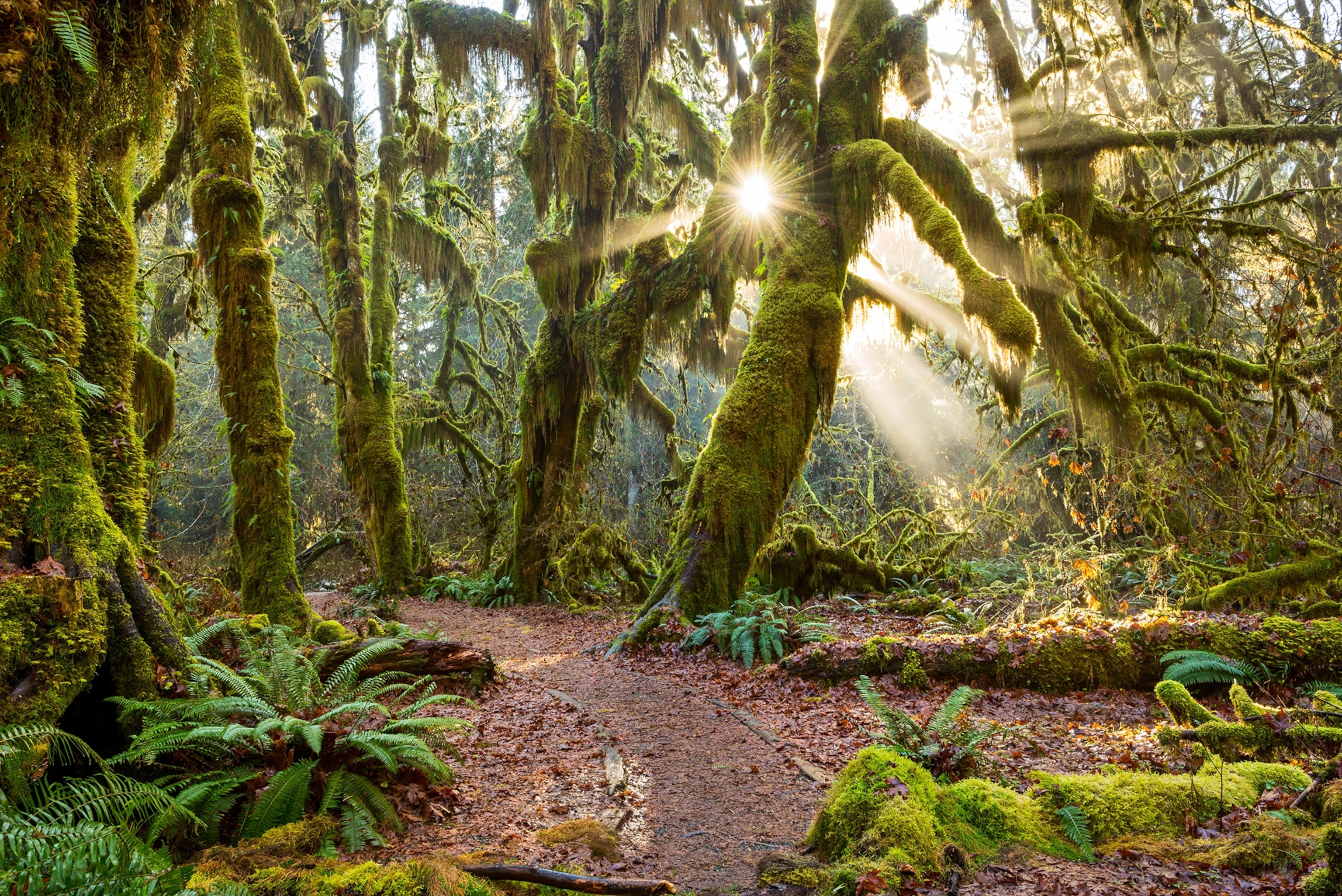 The Hoh Rainforest of Olympic National Park in Washington State.