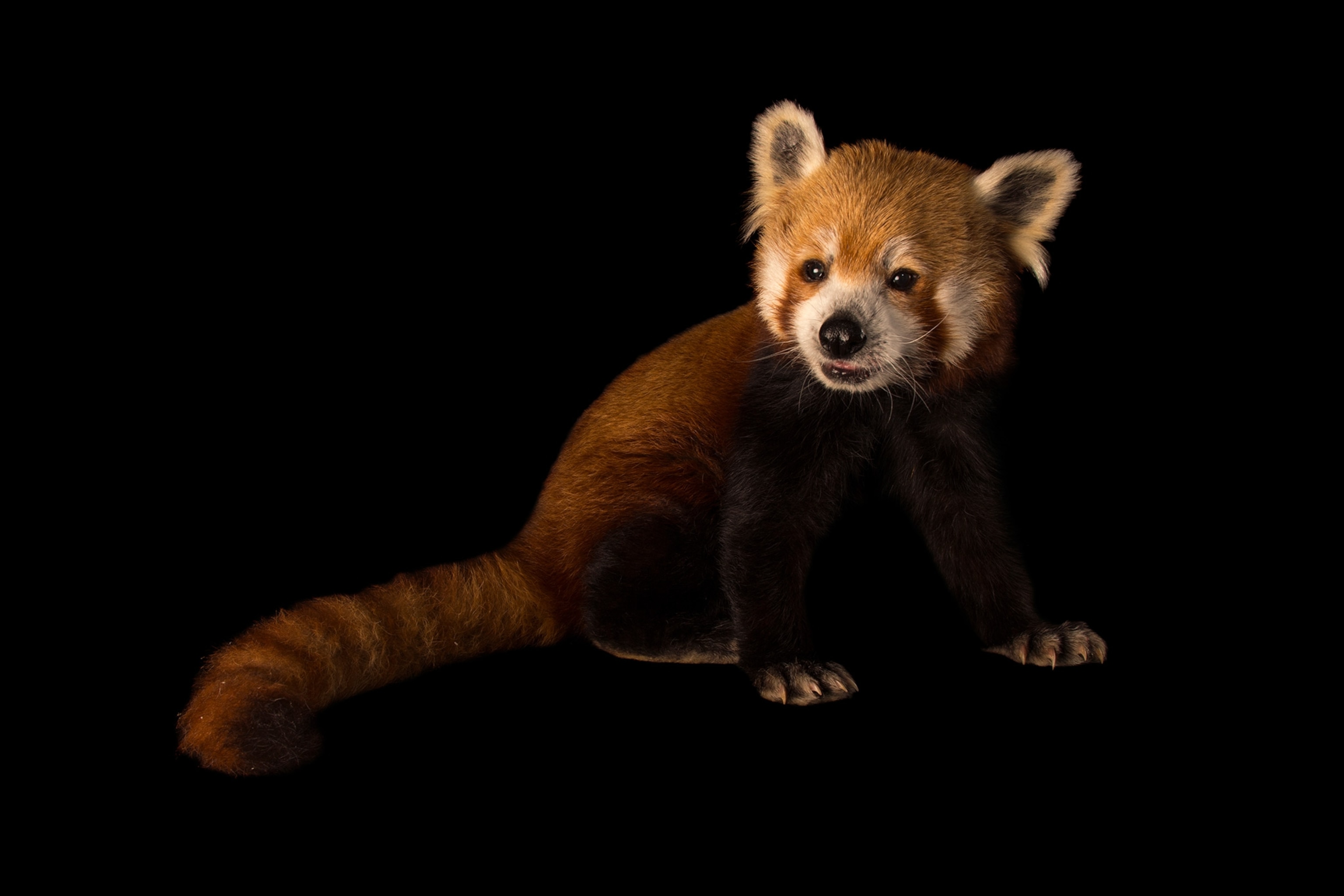 an endangered male Western red panda