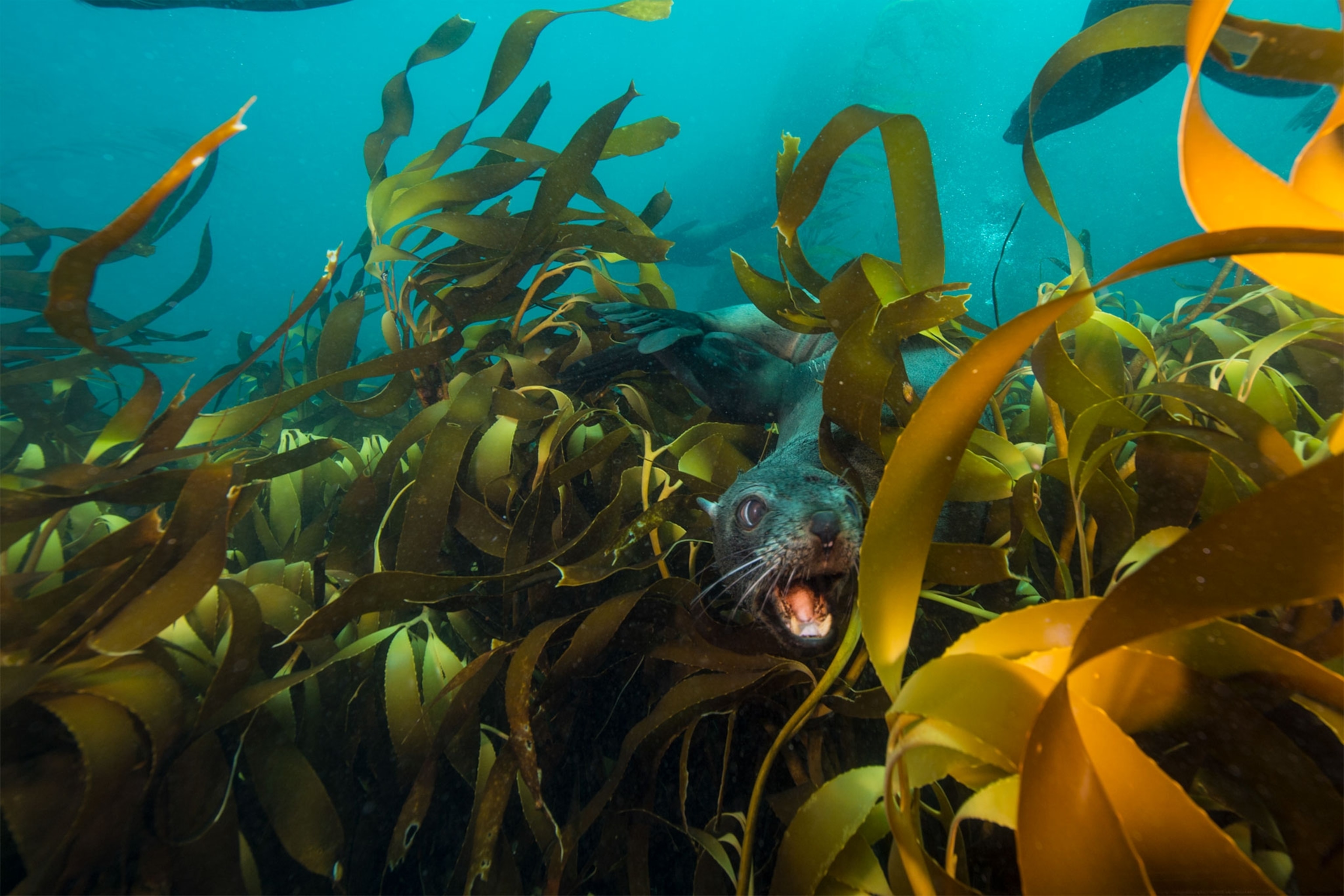fur seals